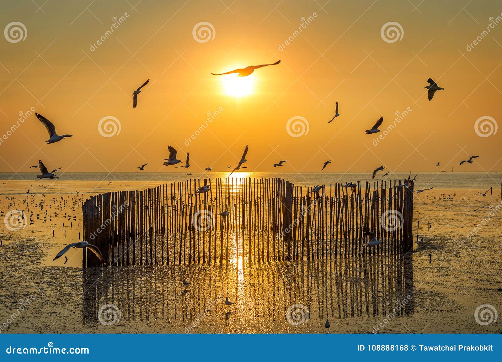 sunset with silhoutte of birds flying