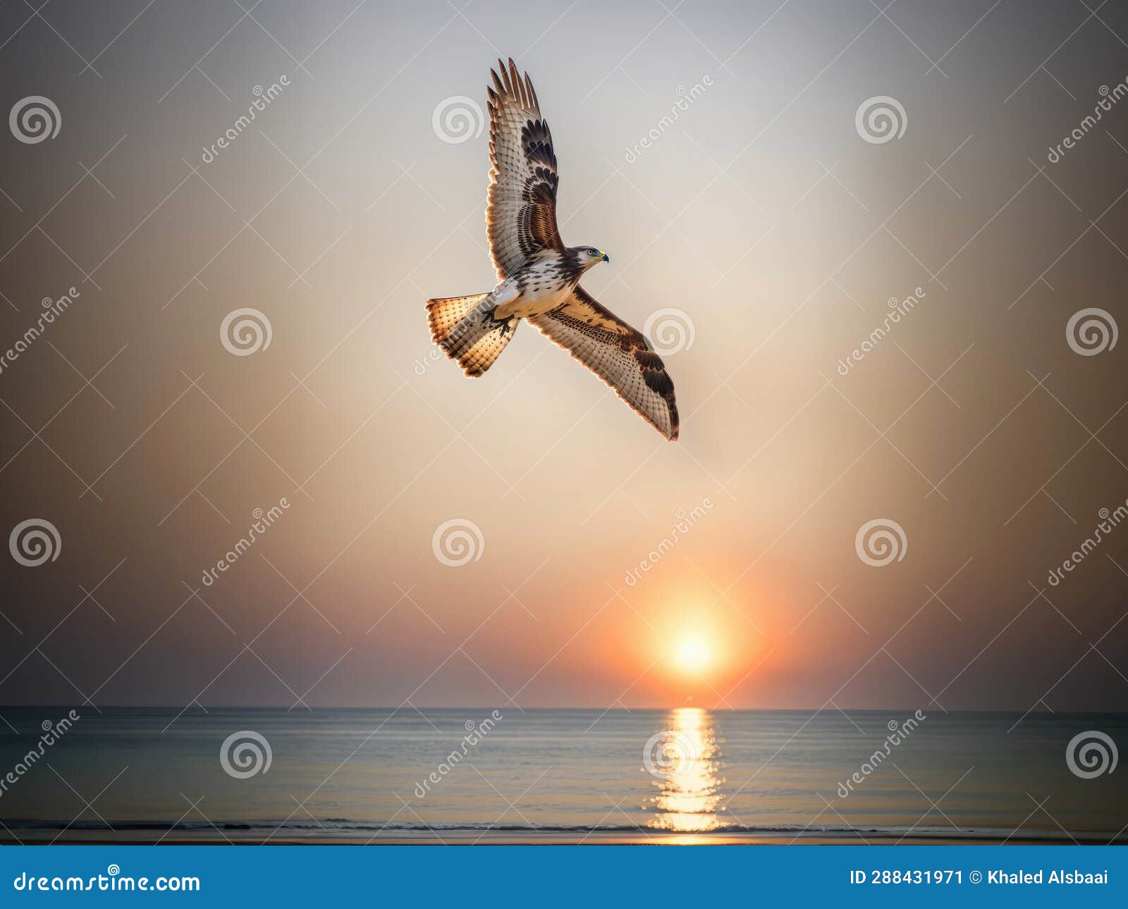 Sunset Soars: Majestic Falcon Takes Flight Over the Ocean Stock Image 