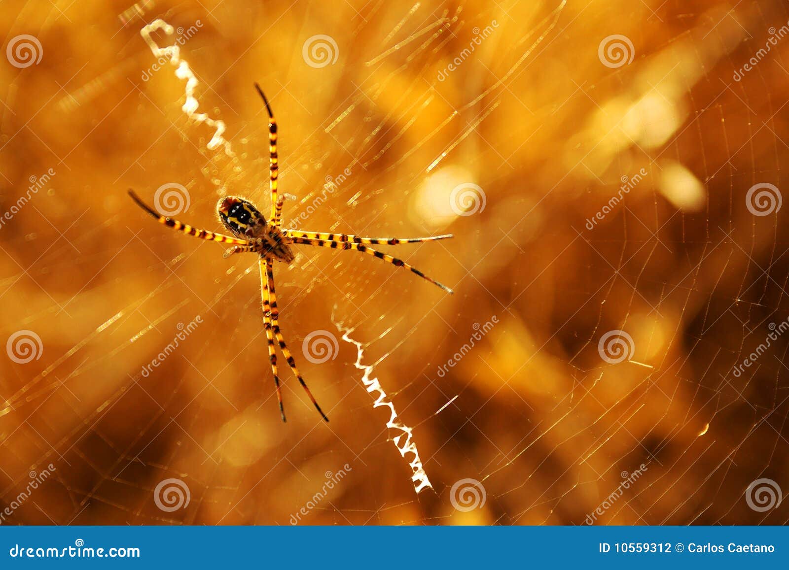 download spider man sunset download spider man sunset