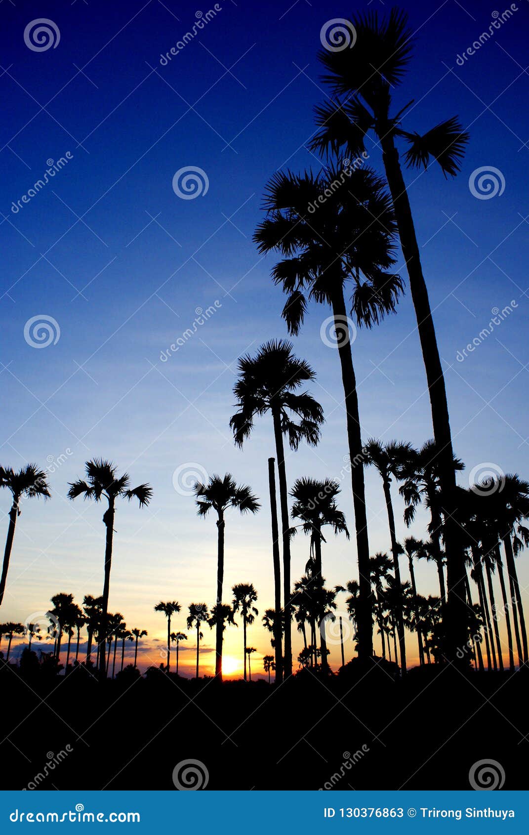 Sunset with Sugar Palm Trees Stock Image - Image of journey, beach ...