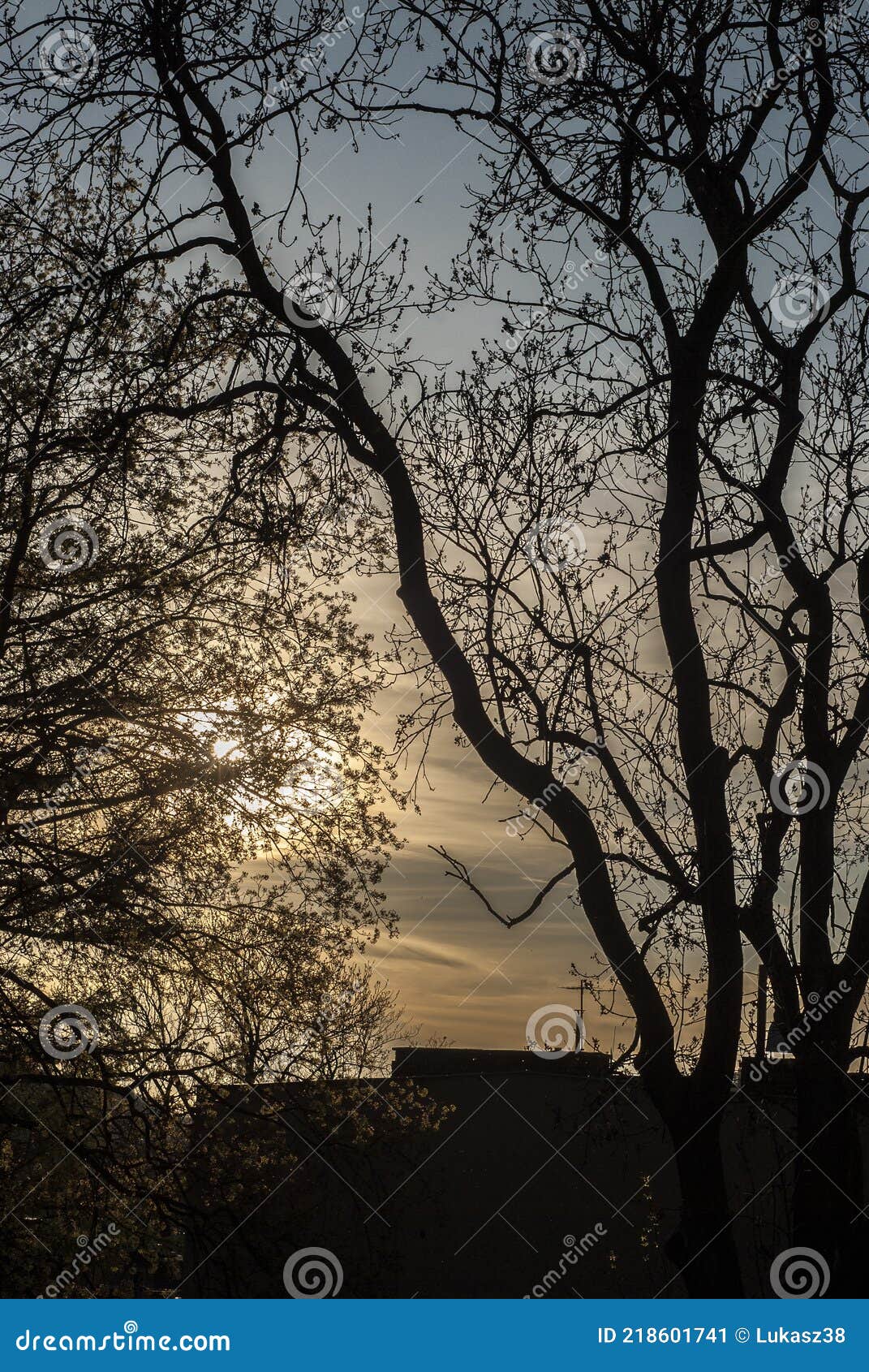 sunset, sun, trees, contrast, sky, branches, mood, anxiety, sky,