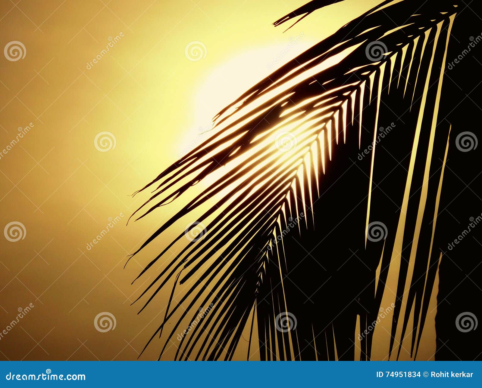 Sunset stock photo. Image of sunny, palm, silhouette - 74951834