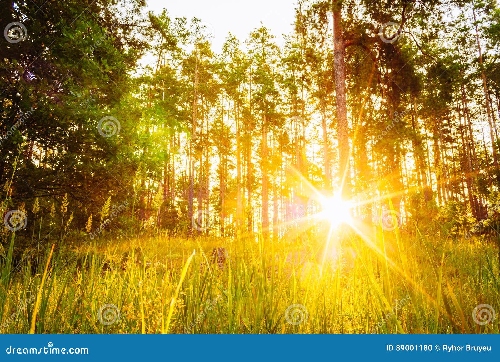 558,052 Natural Sunshine Stock Photos - Free & Royalty-Free Stock Photos  from Dreamstime