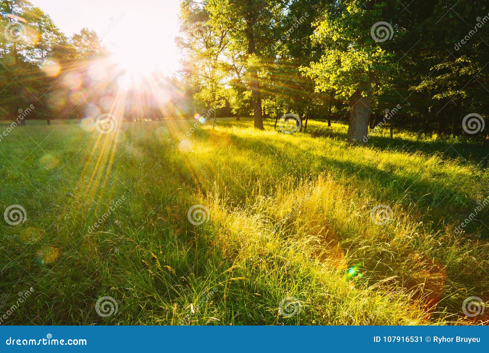 558,052 Natural Sunshine Stock Photos - Free & Royalty-Free Stock Photos  from Dreamstime