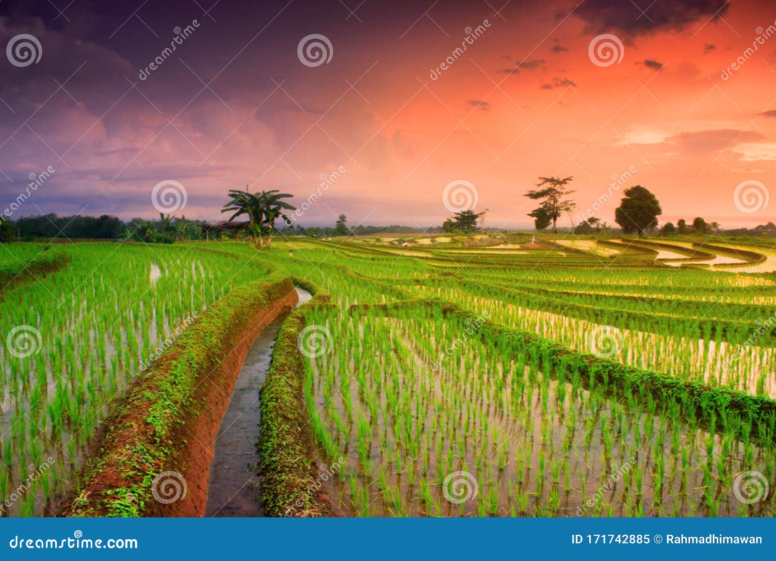 Sunset in the Sy with Beauty Rice Fields Stock Image - Image of  agriculture, farmer: 171742885