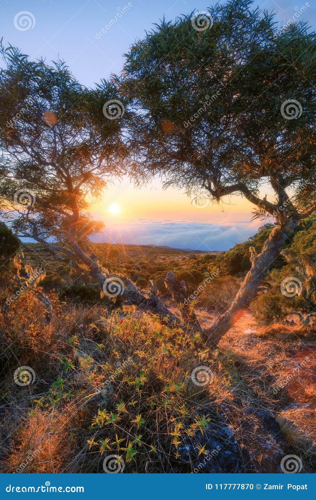 sunset through a tree at maido in saint-paul, reunion island