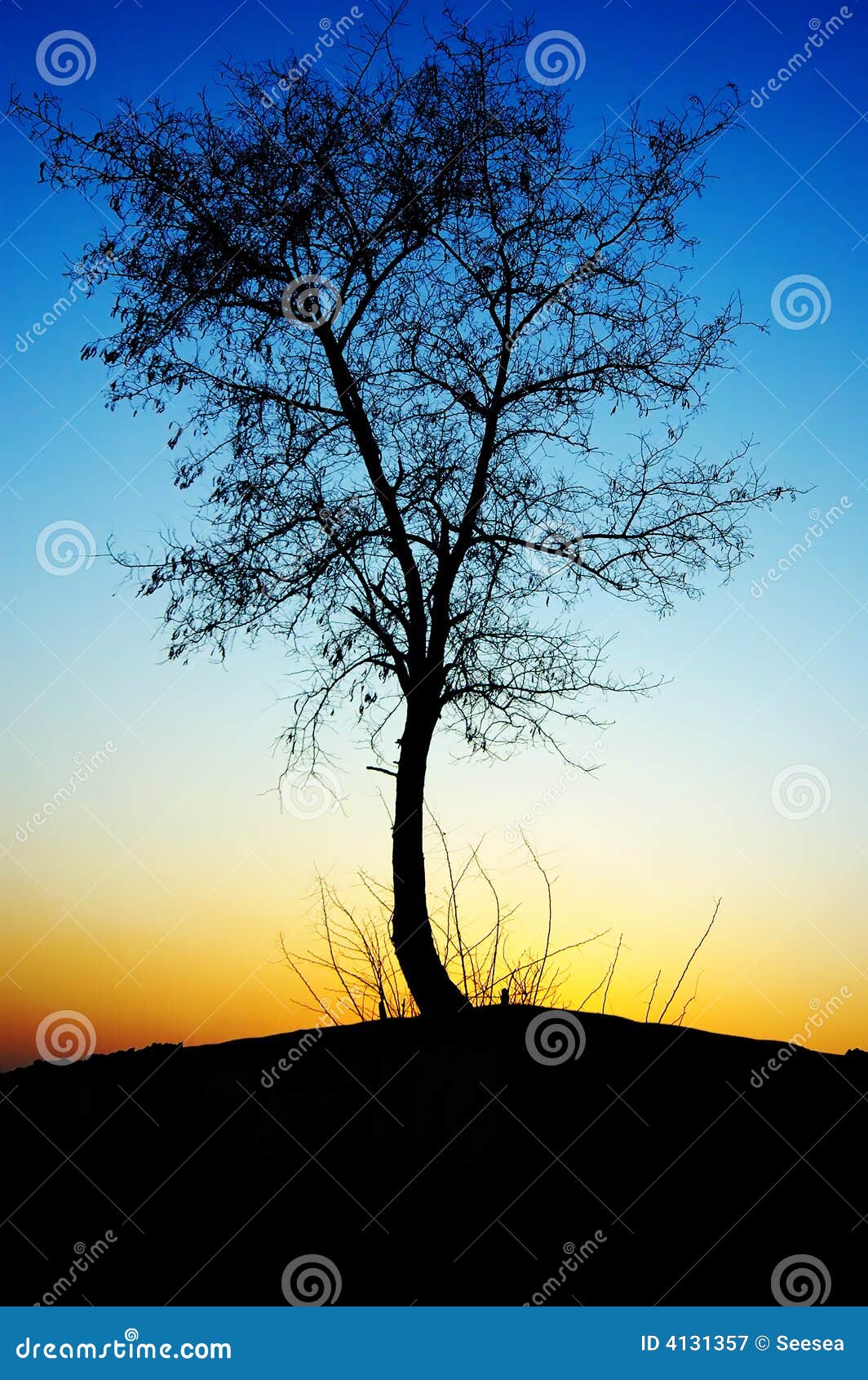 Sunset Tree Silhouette Stock Image Image Of Graceful