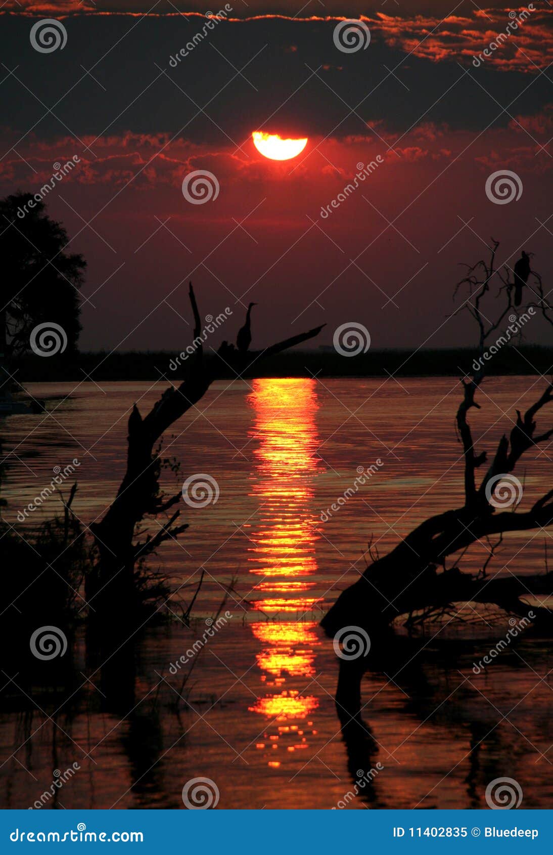 Sunset tree silhouettes stock image. Image of nature - 11402835