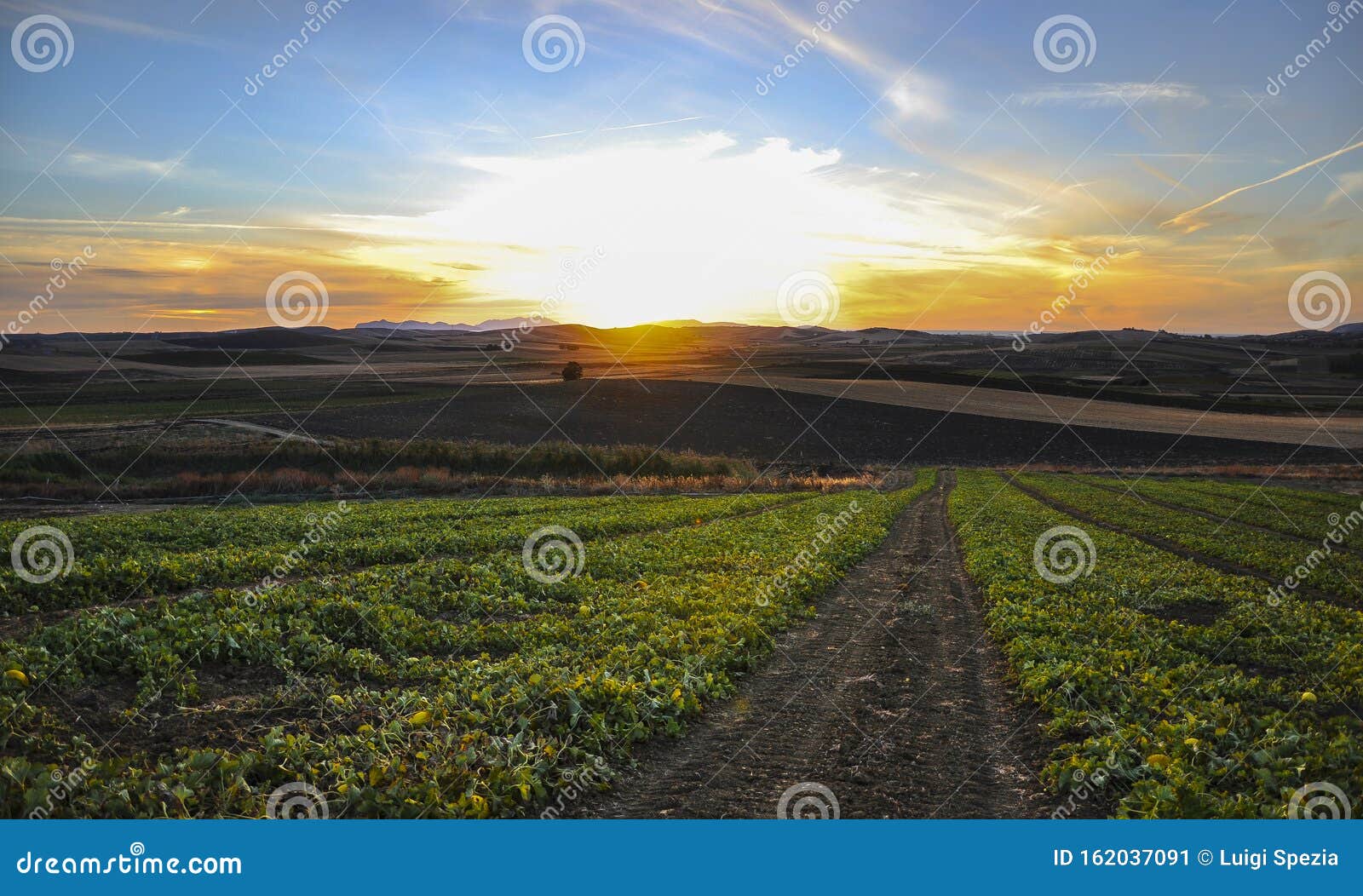 Sunset - Via No Campo Das Flores - Marsala - Sicília Imagem de Stock -  Imagem de flor, bonito: 162037091