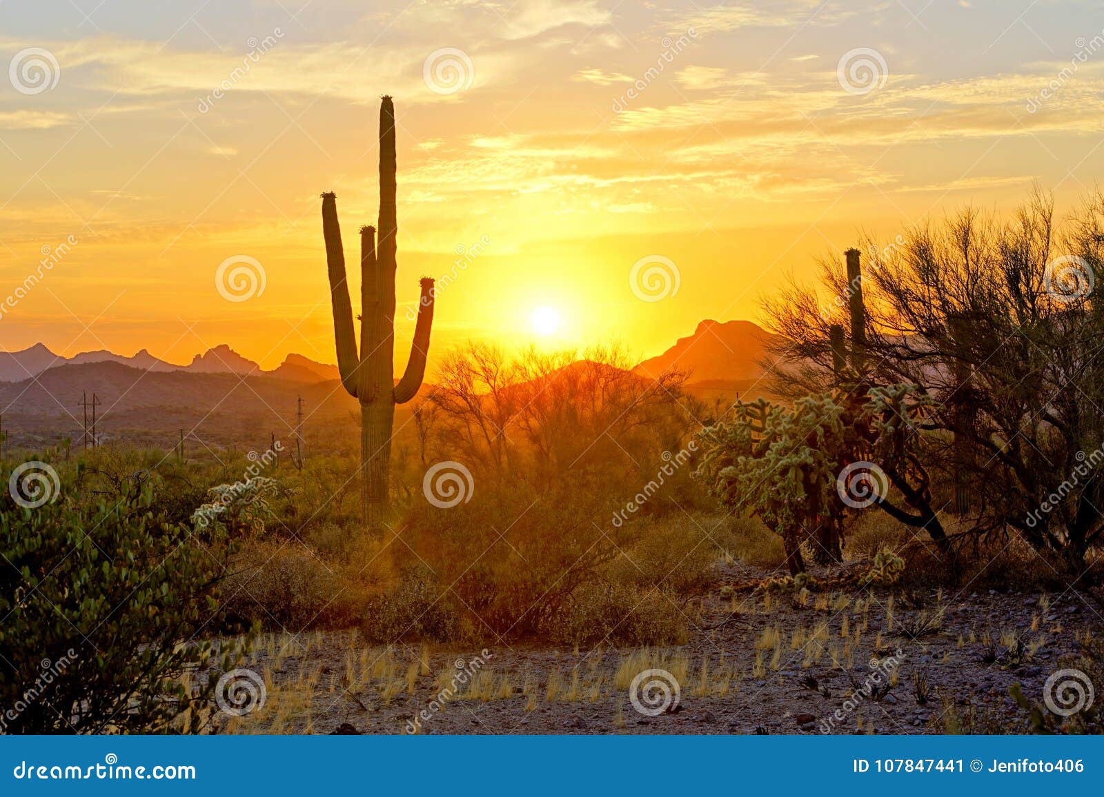 sunset view of the arizona desert with cacti