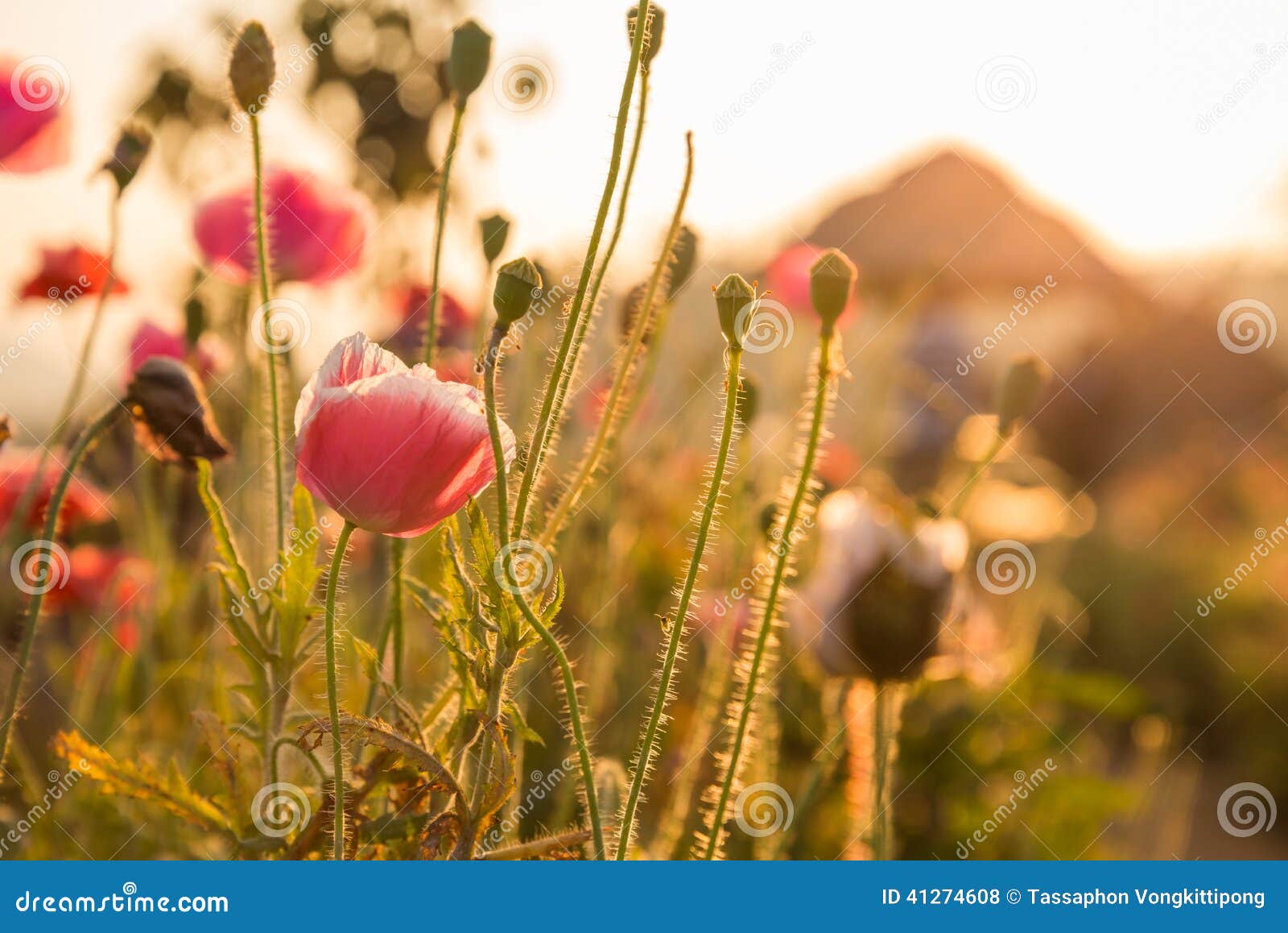 Sunset weed flowers stock photo. Image of romantic, natural 41274608