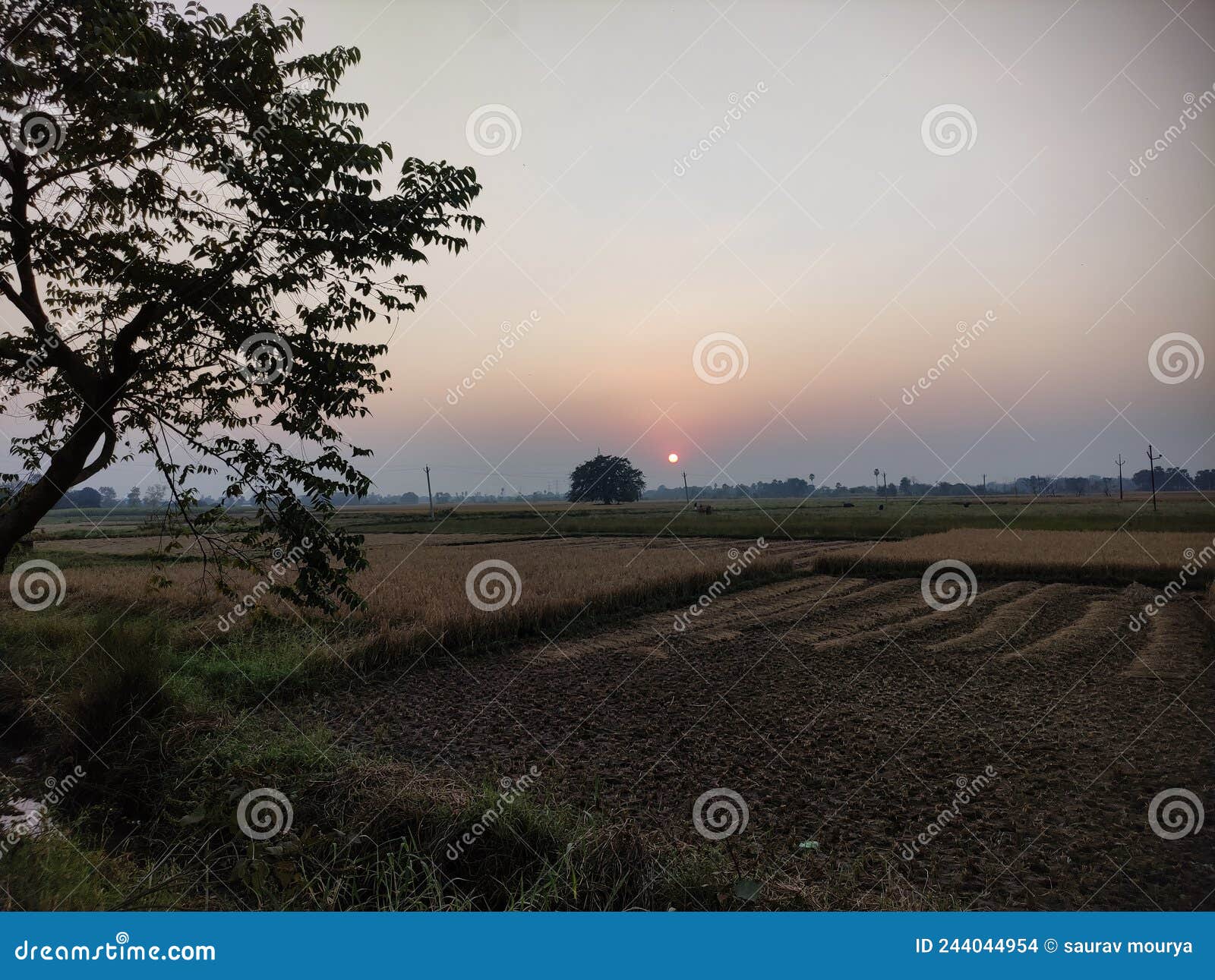 sunset a wheatfarm of beautifulnature