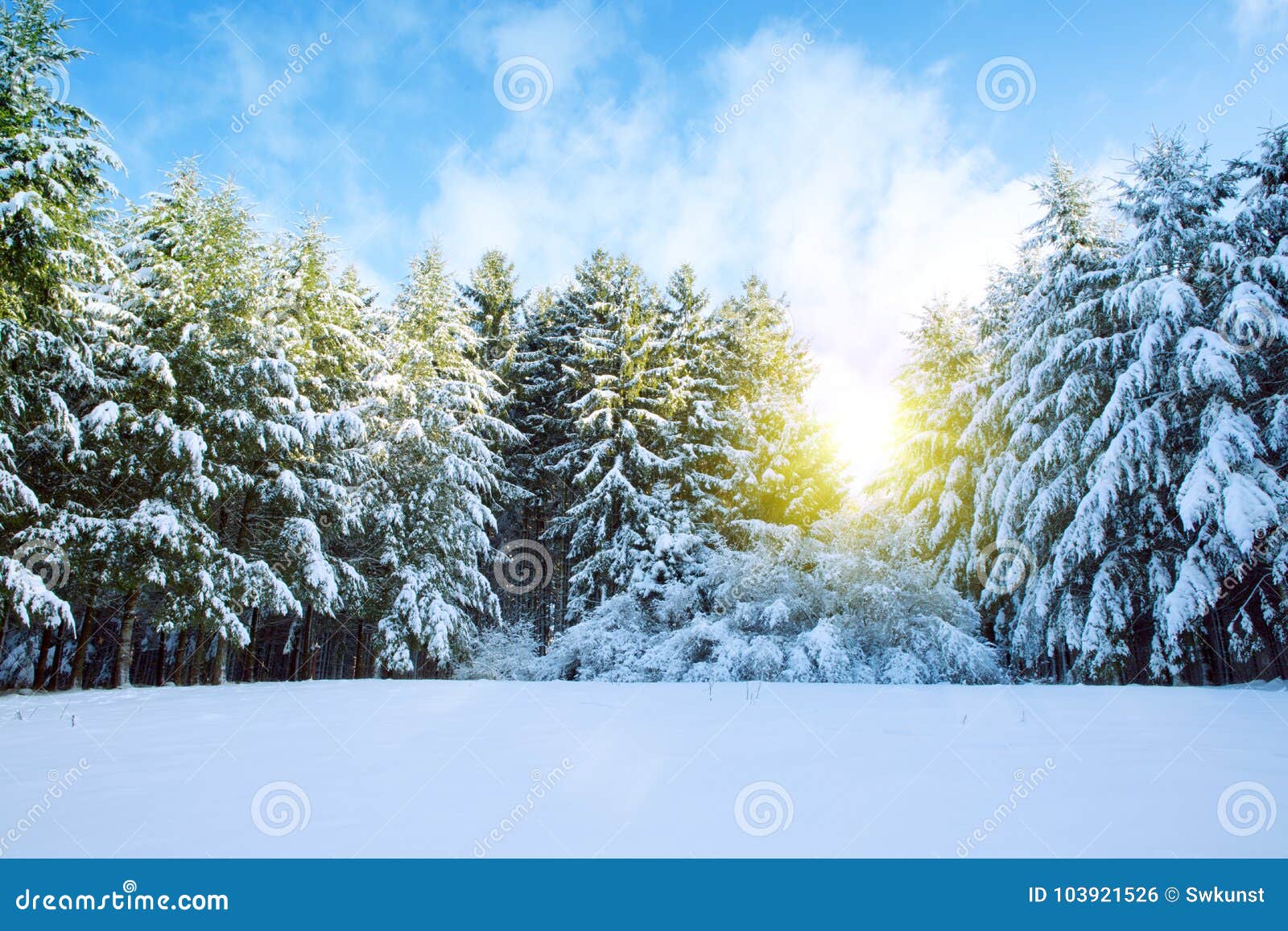 Download Sunset In The Winter Forest Stock Image of road light