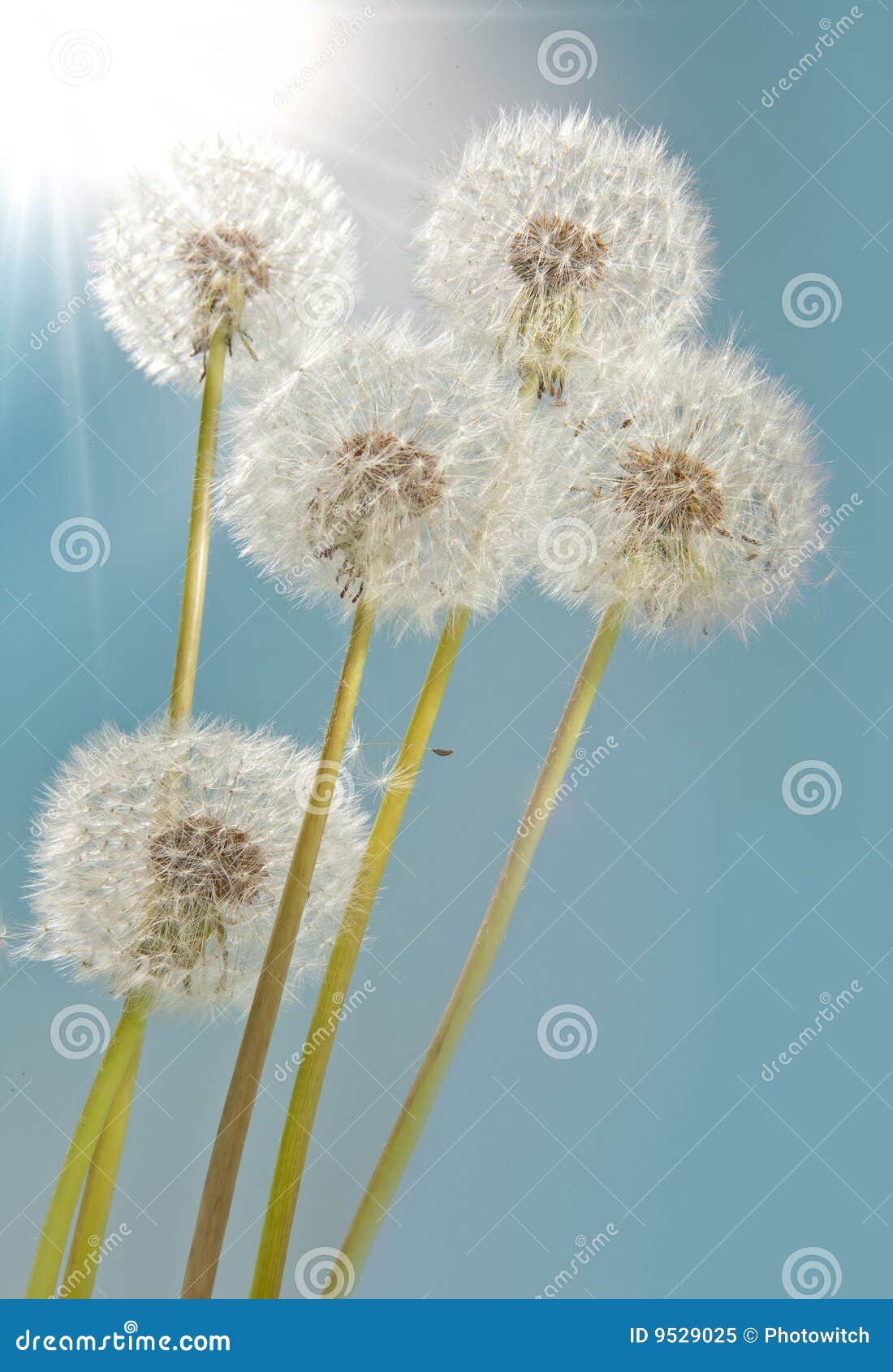 sunshine dandelions