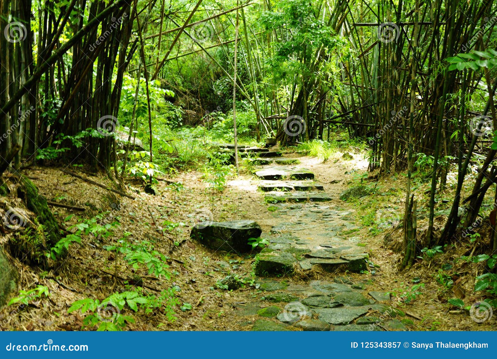 The Sunshine Forest Trees Peaceful Outdoor Scene Wild Woods N Stock Image Image Of Blue Coconut