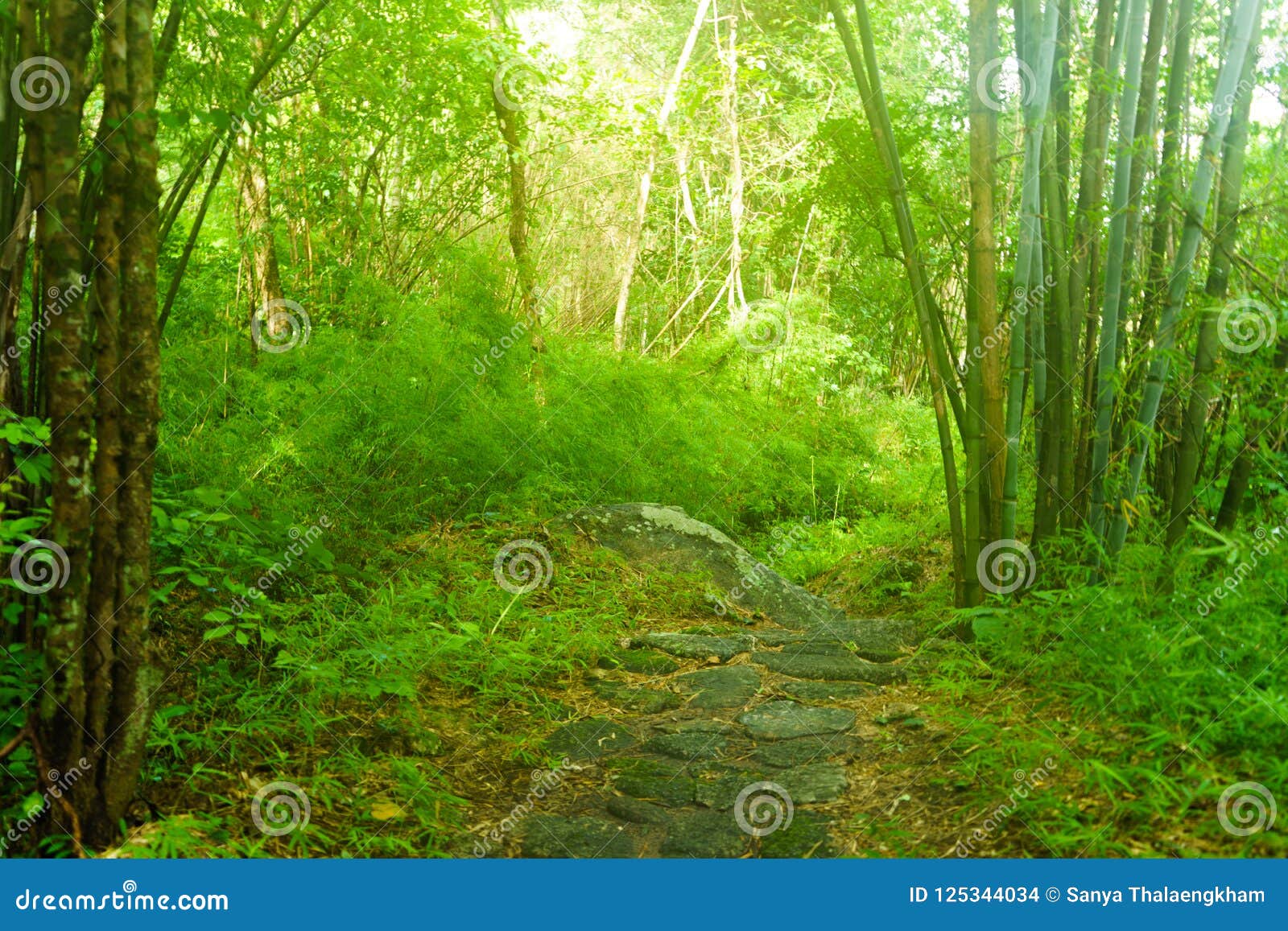 The Sunshine Forest Trees Peaceful Outdoor Scene Wild Woods N Stock Photo Image Of Jungle Forest