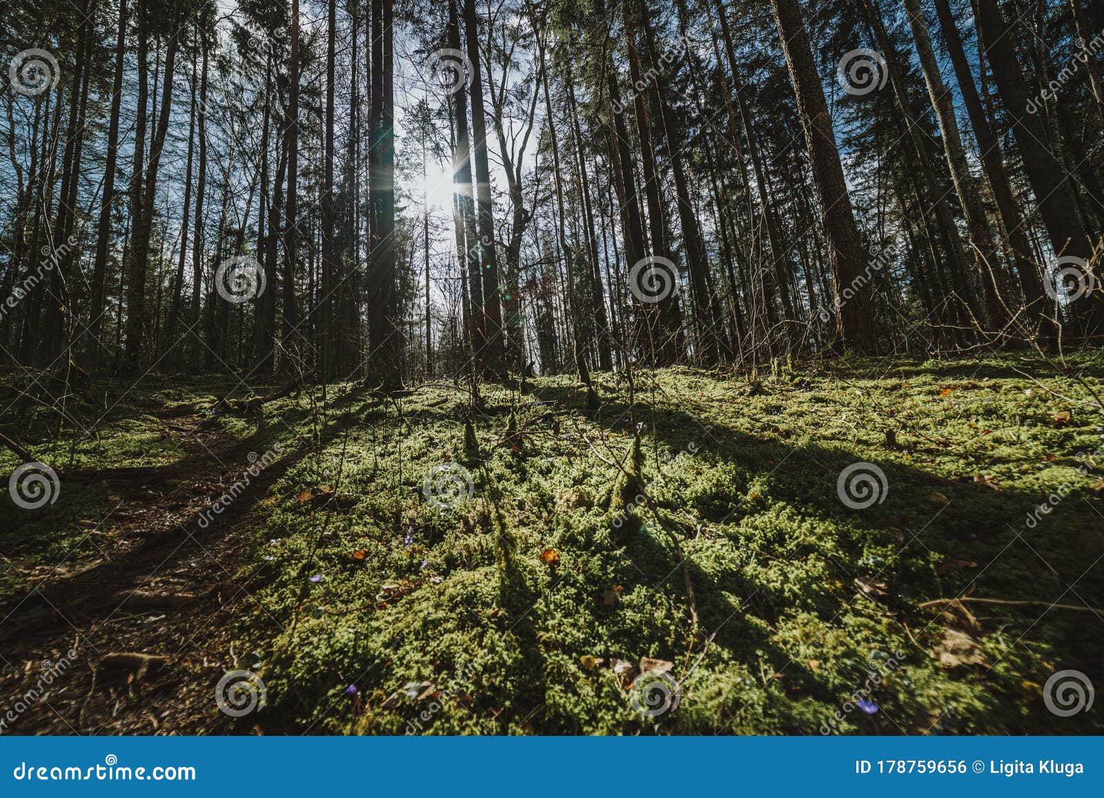 Sunshine Forest Trees Peaceful Outdoor Scene Wild Woods Nature Sun Through Green Forest Nature Peaceful Outdoor Stock Photo Image Of Leaf Outdoor