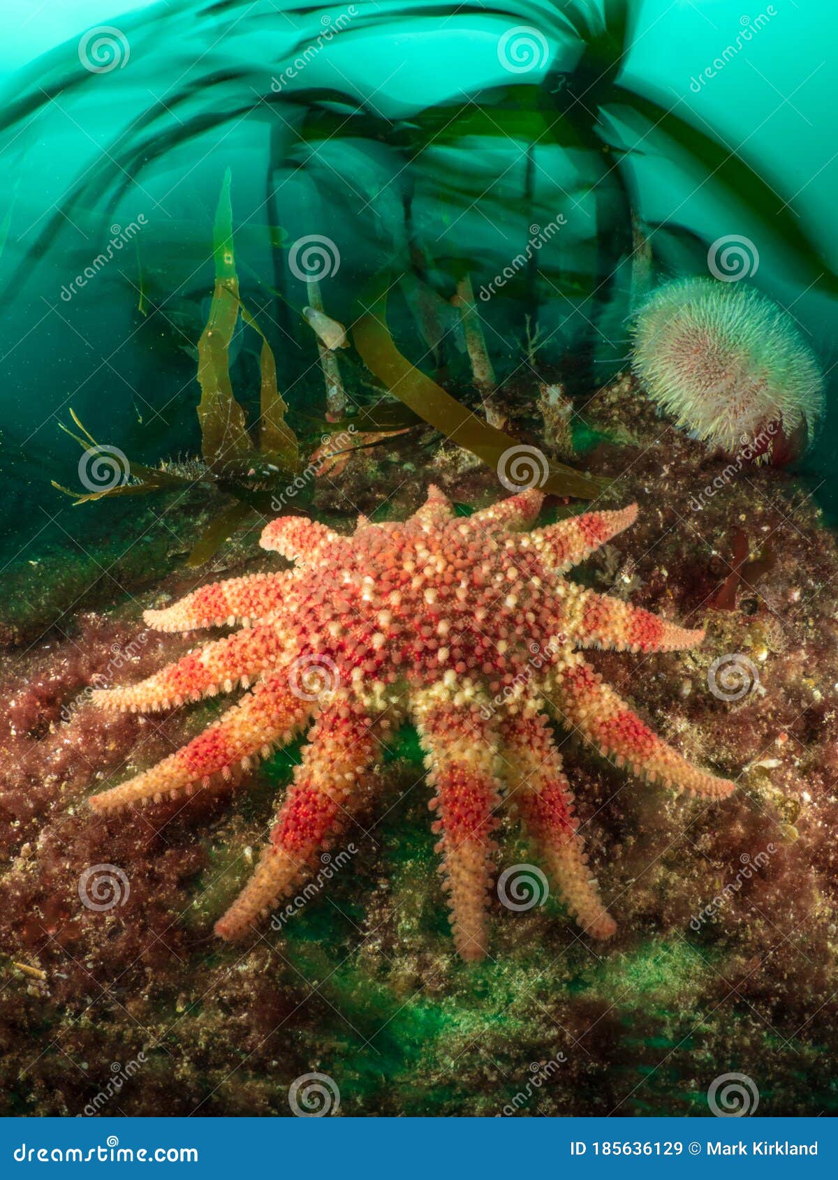 sunstar on a kelp reef - cape wrath, scotland