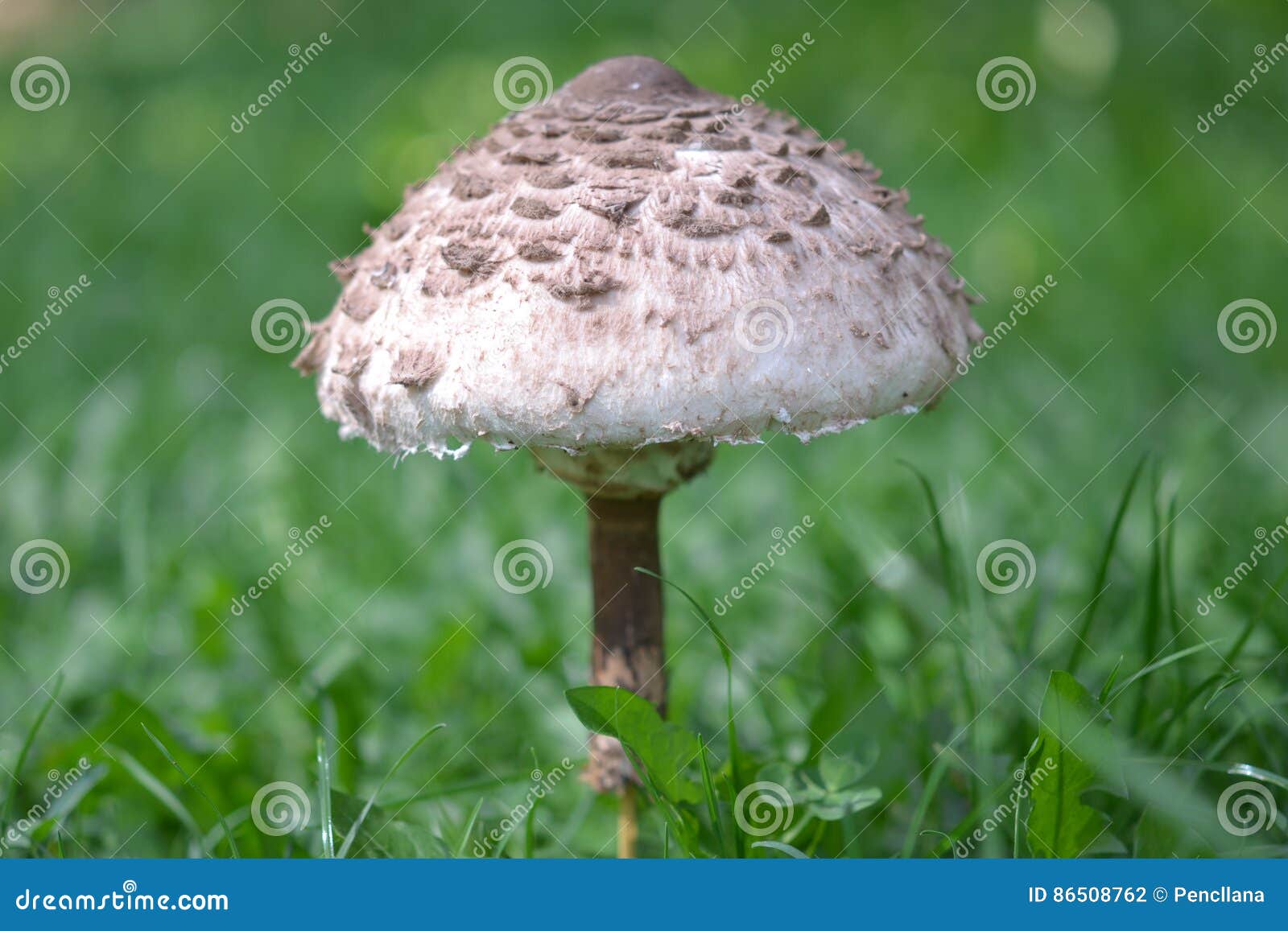 sunstroke mushroom close up