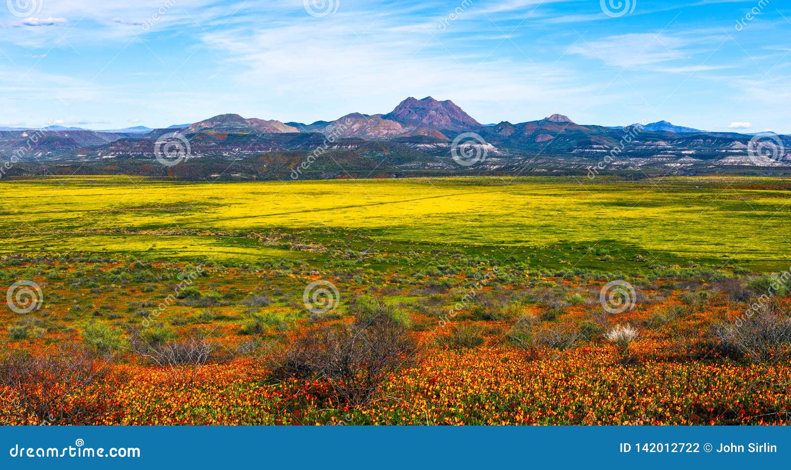 super bloom spring wildflowers landscape panorama