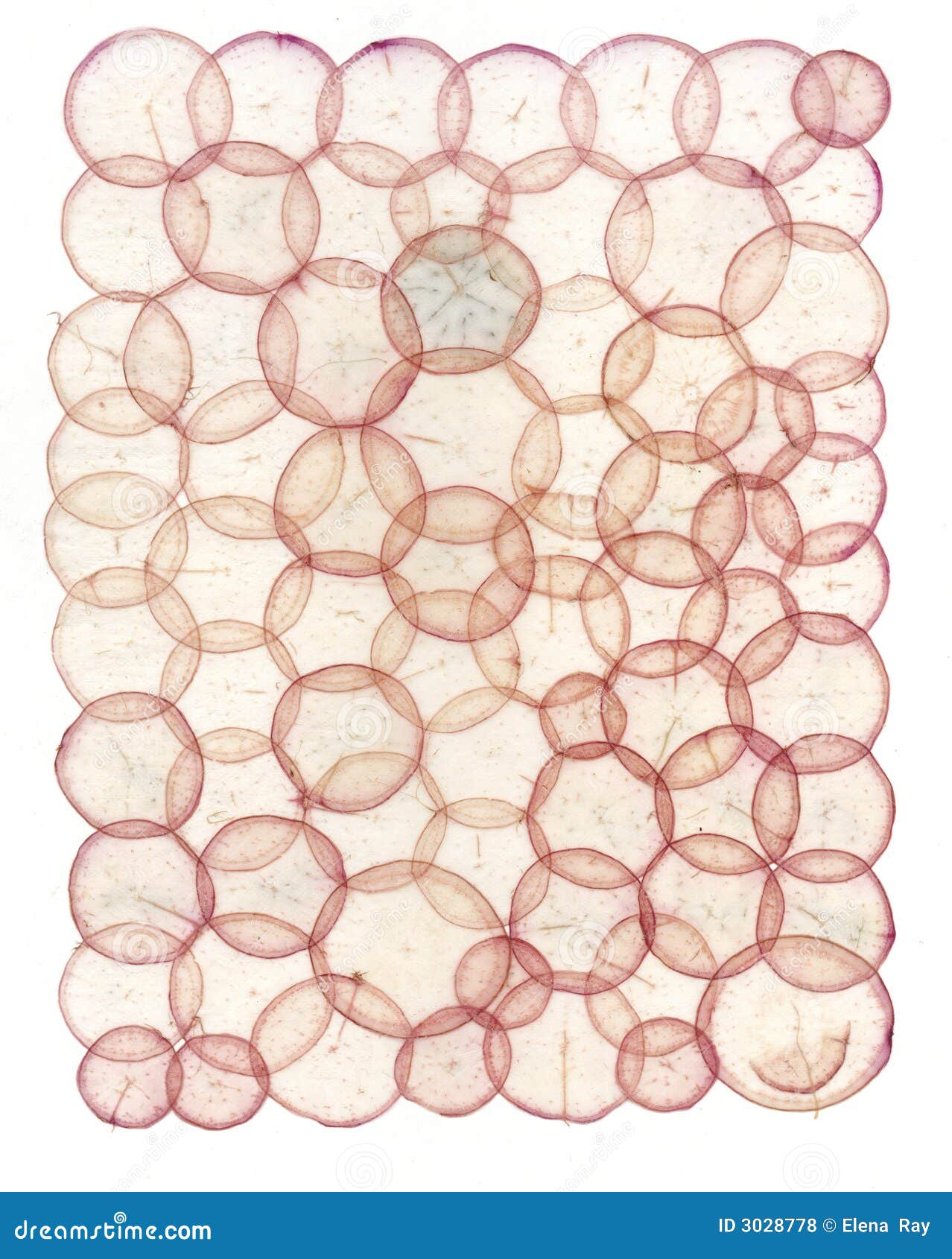 Super Circular Radish Paper Stock Photo Image of pattern, pink 3028778