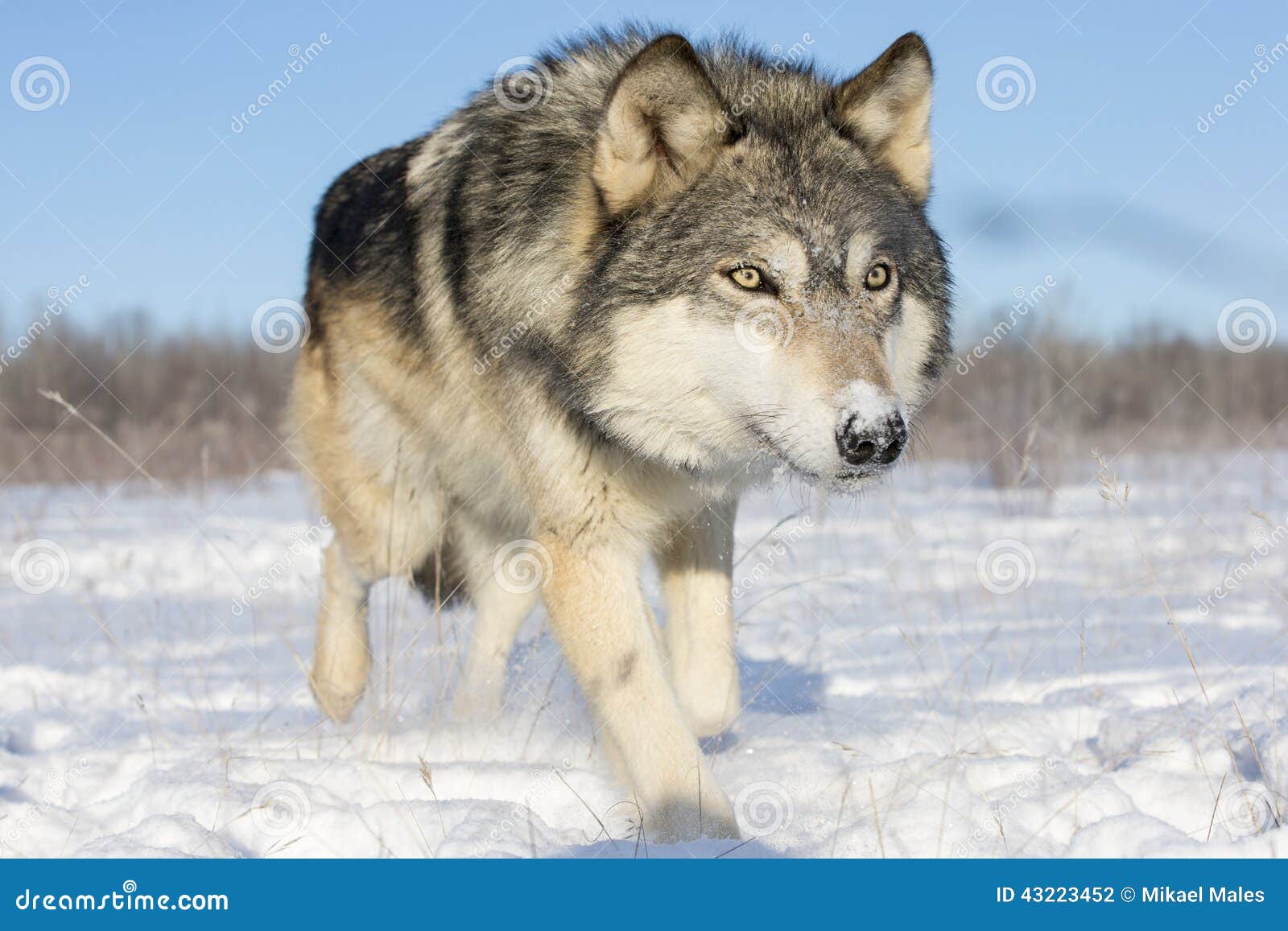 super close picture of timber wolf in snow