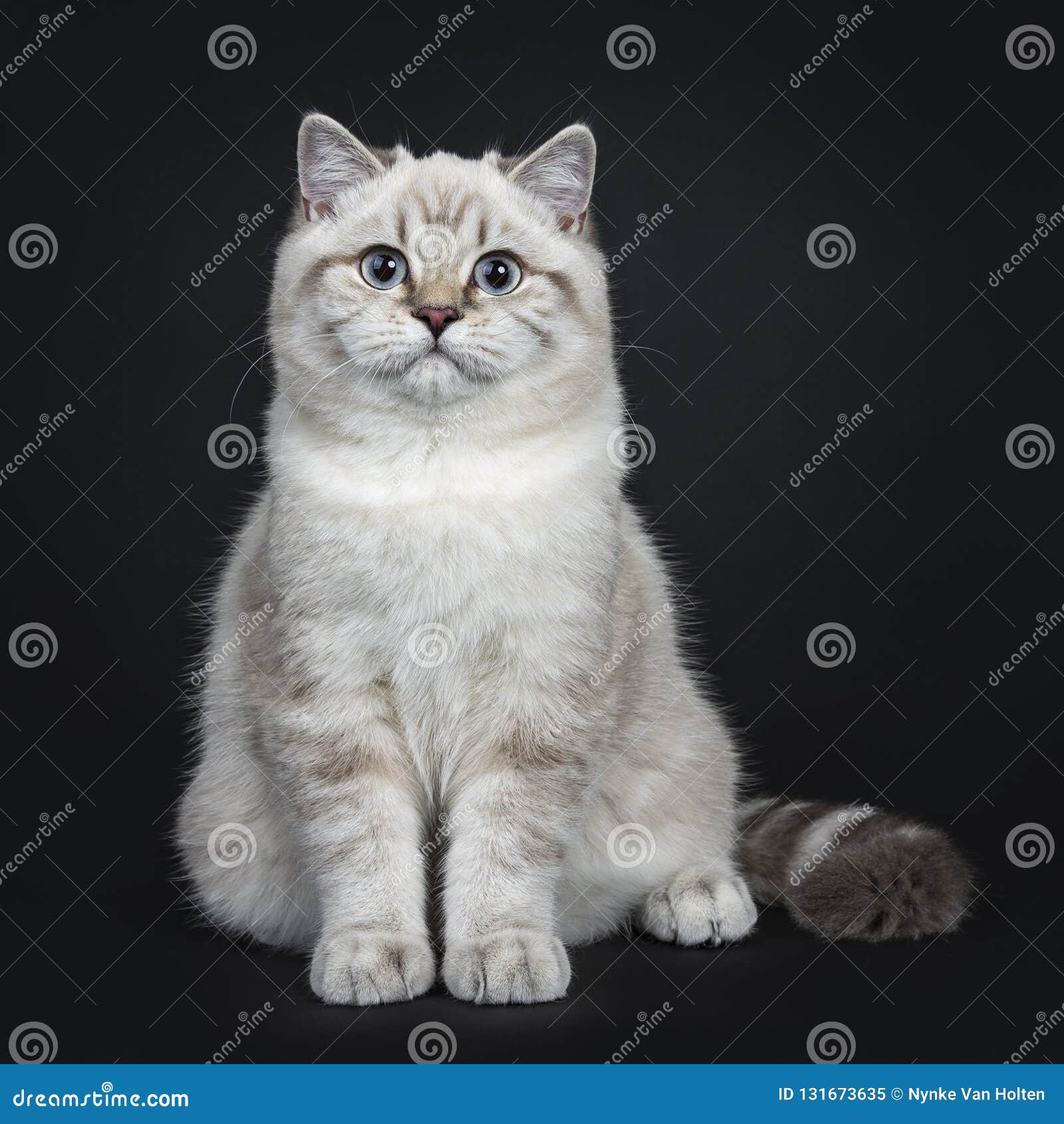 Super Cute Blue Tabby Point British Shorthair Cat Kitten Isolated On Black Background Stock Image Image Of Mammal Cute 131673635