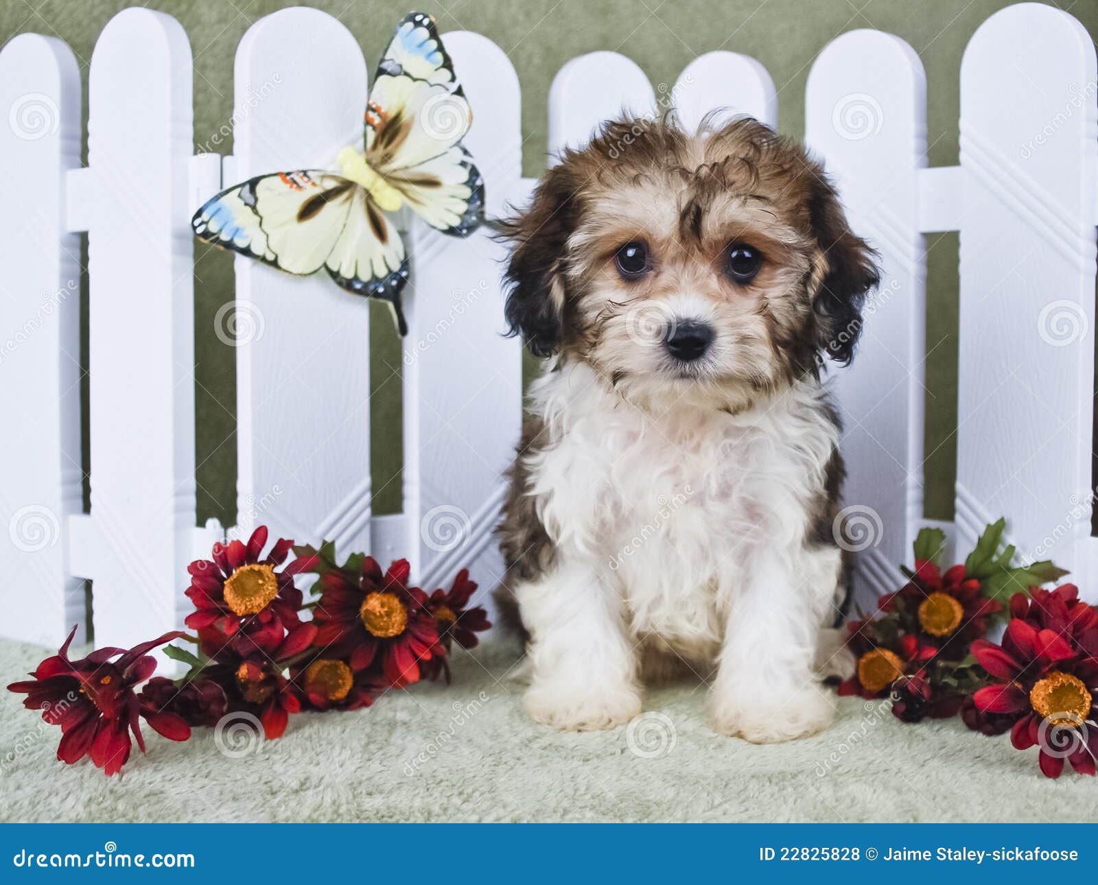 Cavachon Mixed Dog Breed Pictures, Characteristics, & Facts