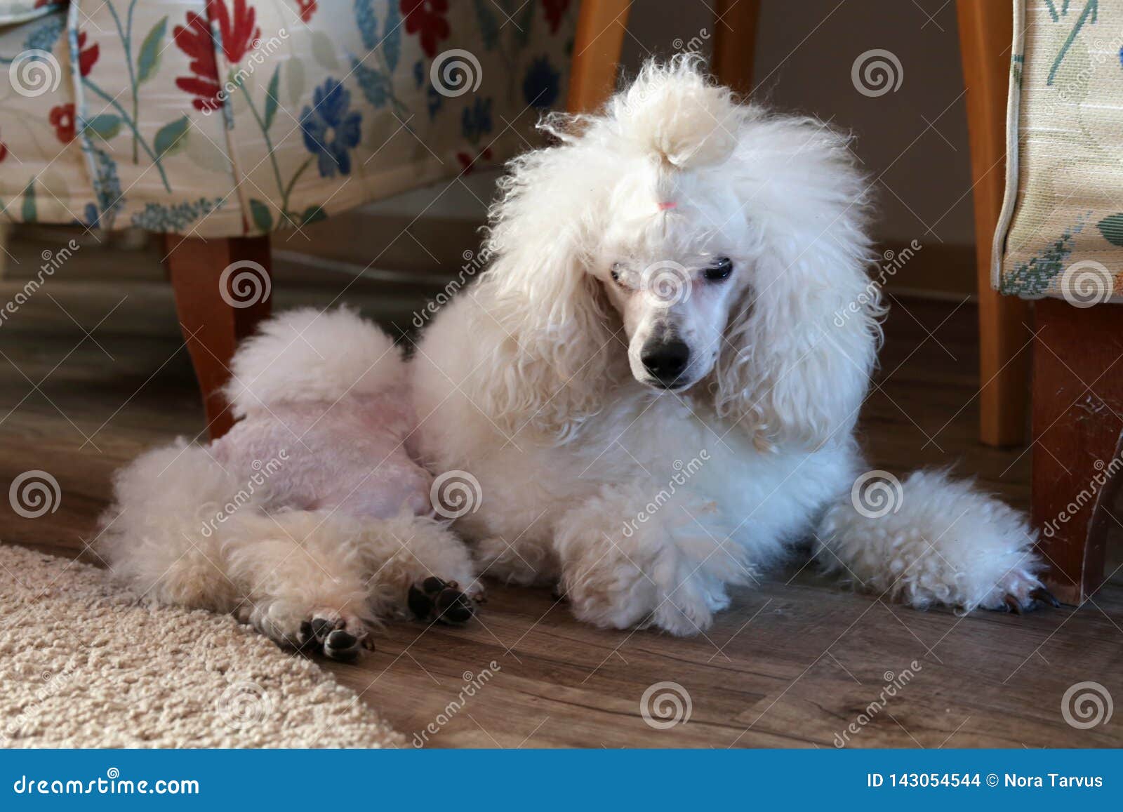 white miniature poodle