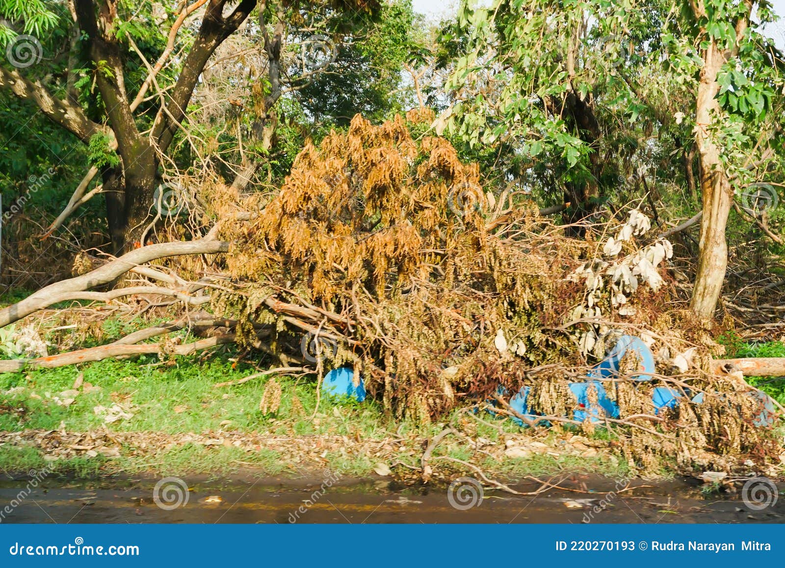 super cyclone amphan caused devastation, west bengal, india