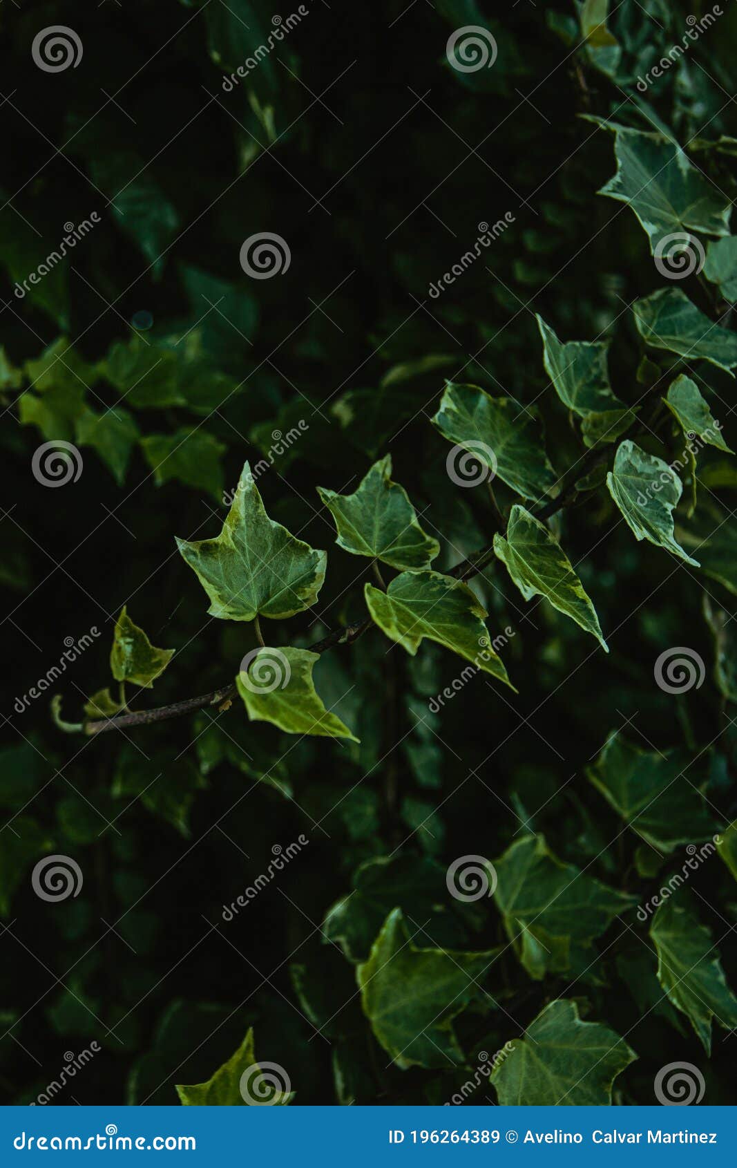 Super Green Creepers with a Dark Background in the Forest Stock Image