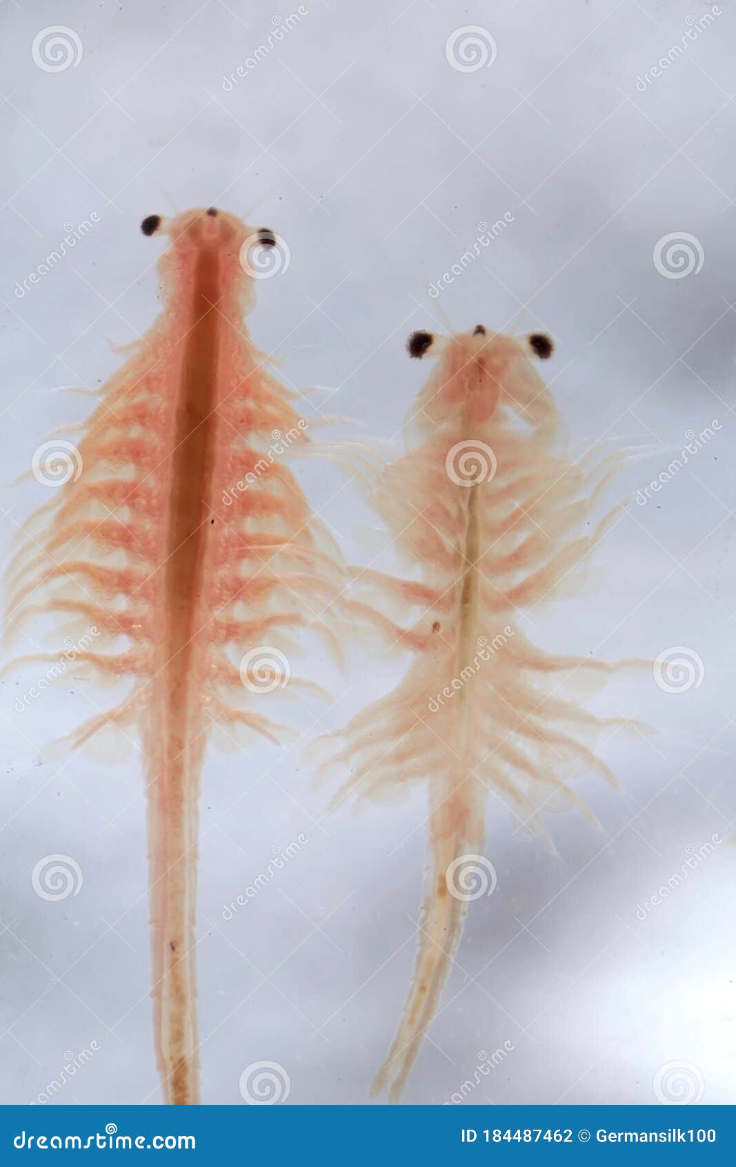 https://thumbs.dreamstime.com/z/super-macro-close-up-artemia-salina-million-old-species-brine-shrimp-aquatic-crustaceans-184487462.jpg