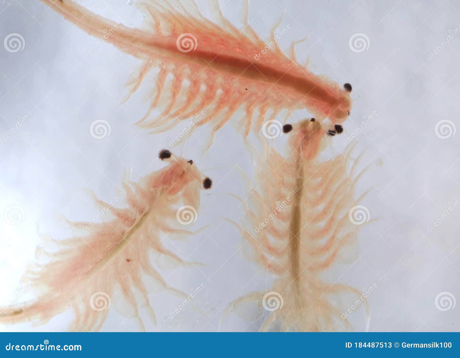 Super Macro Close Up of Artemia Salina Stock Image - Image of legs,  crustaceans: 184487513