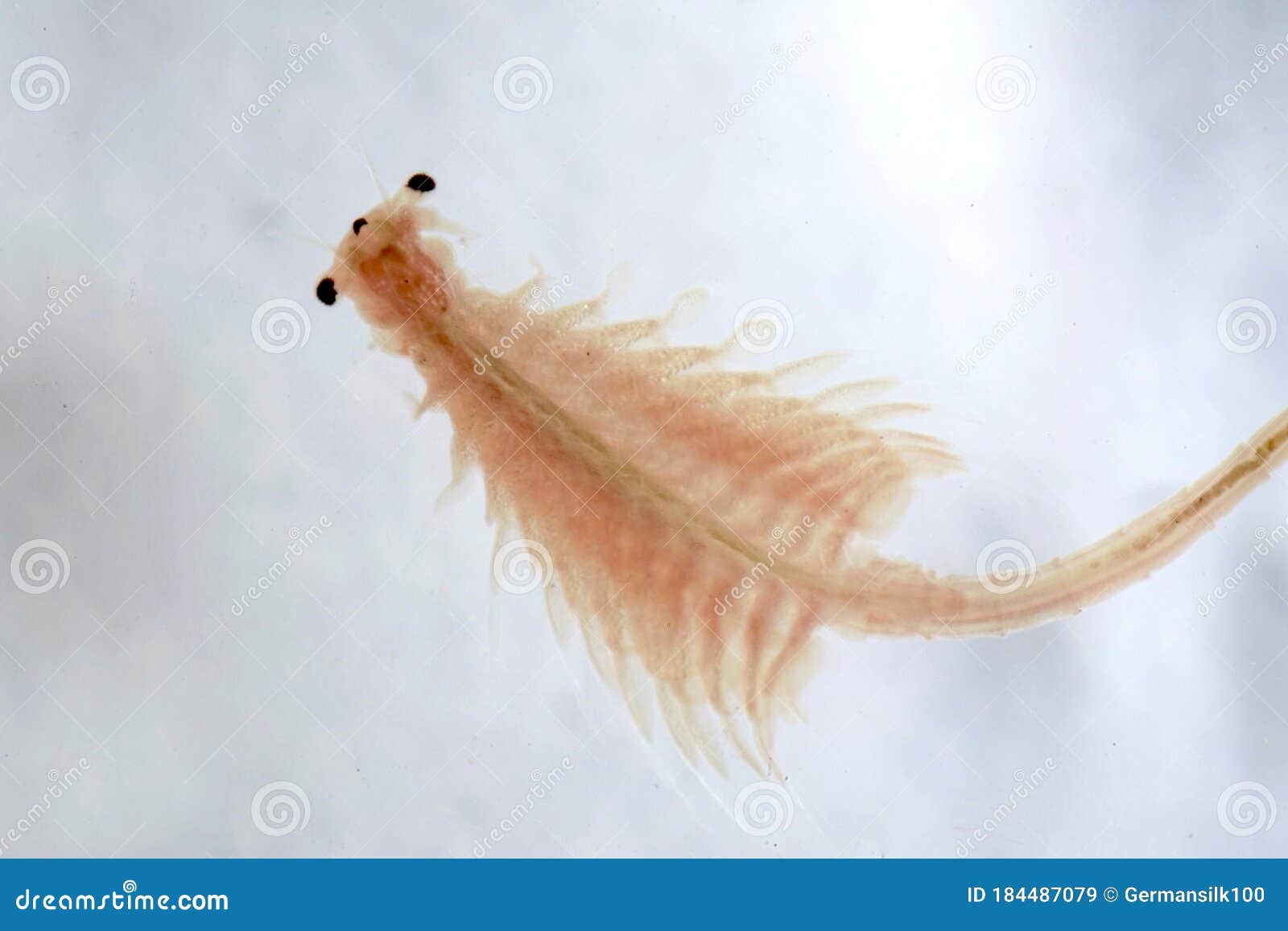 Super Macro Close Up of Artemia Salina Stock Image - Image of crustacean,  isolated: 184487079