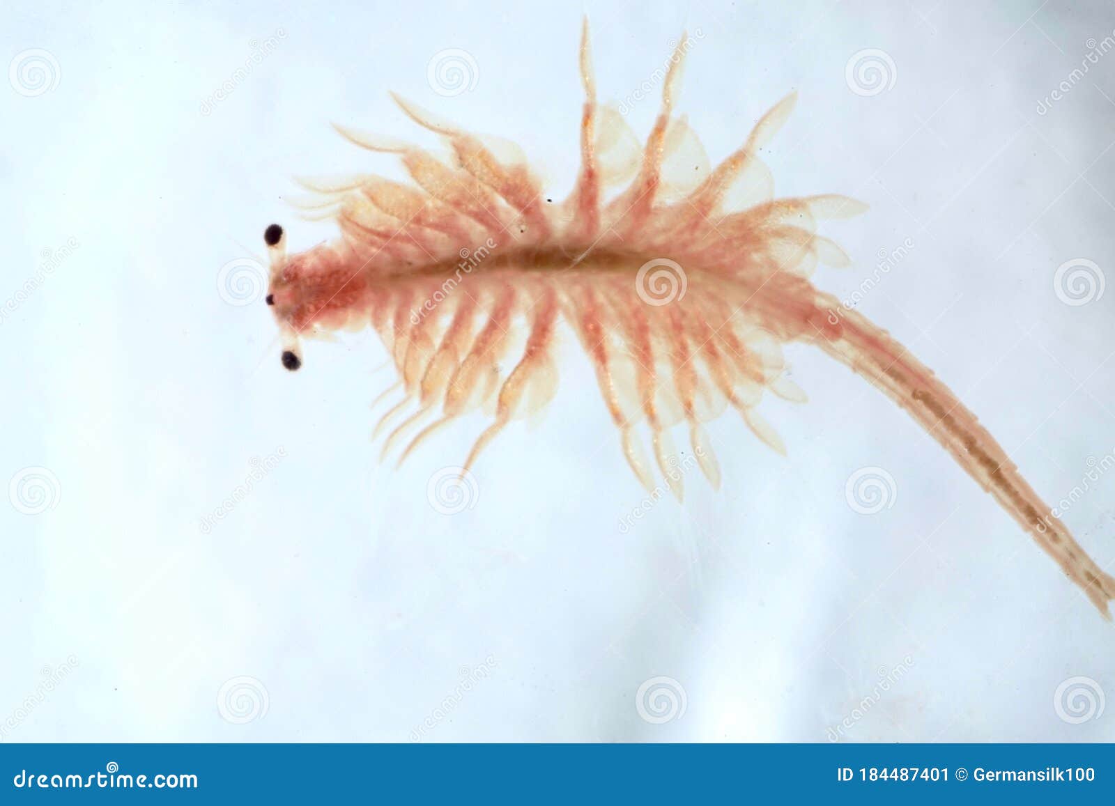 https://thumbs.dreamstime.com/z/super-macro-close-up-artemia-salina-super-macro-close-up-artemia-salina-million-old-species-brine-shrimp-aquatic-184487401.jpg