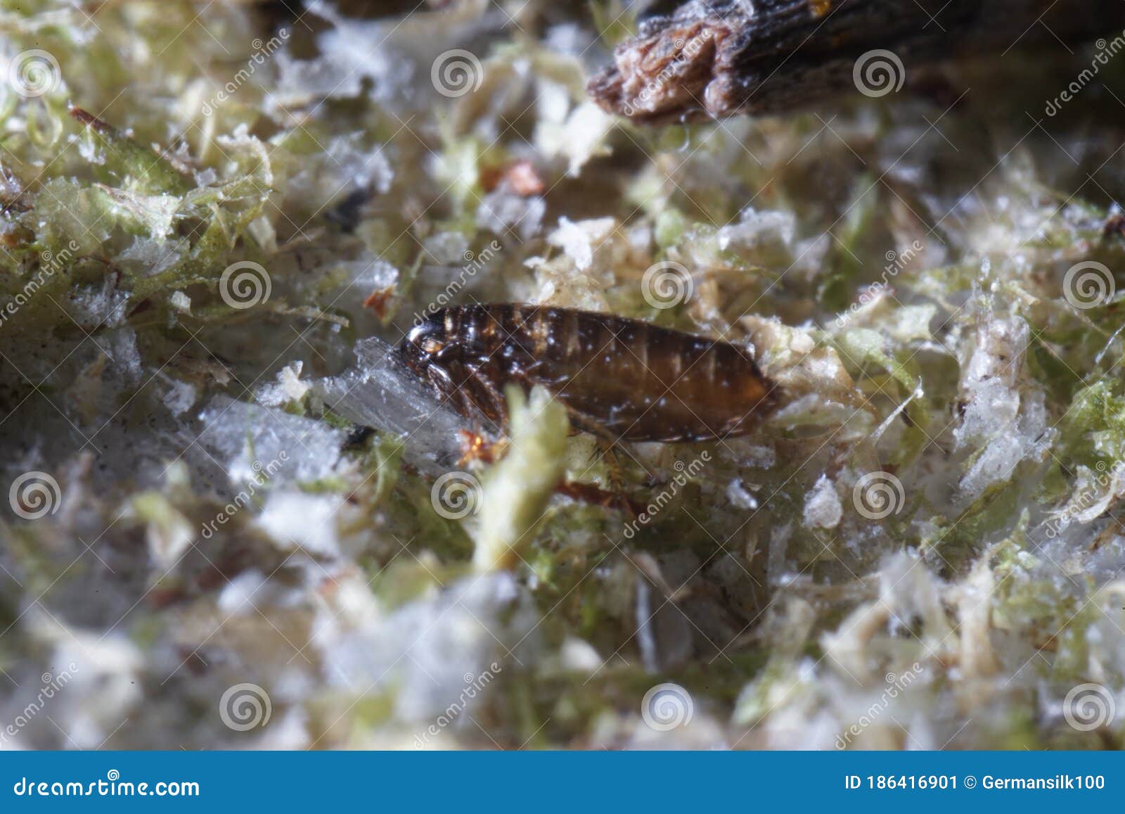 super macro close up of ceratophyllus gallinae, known as the hen flea or european chicken fle