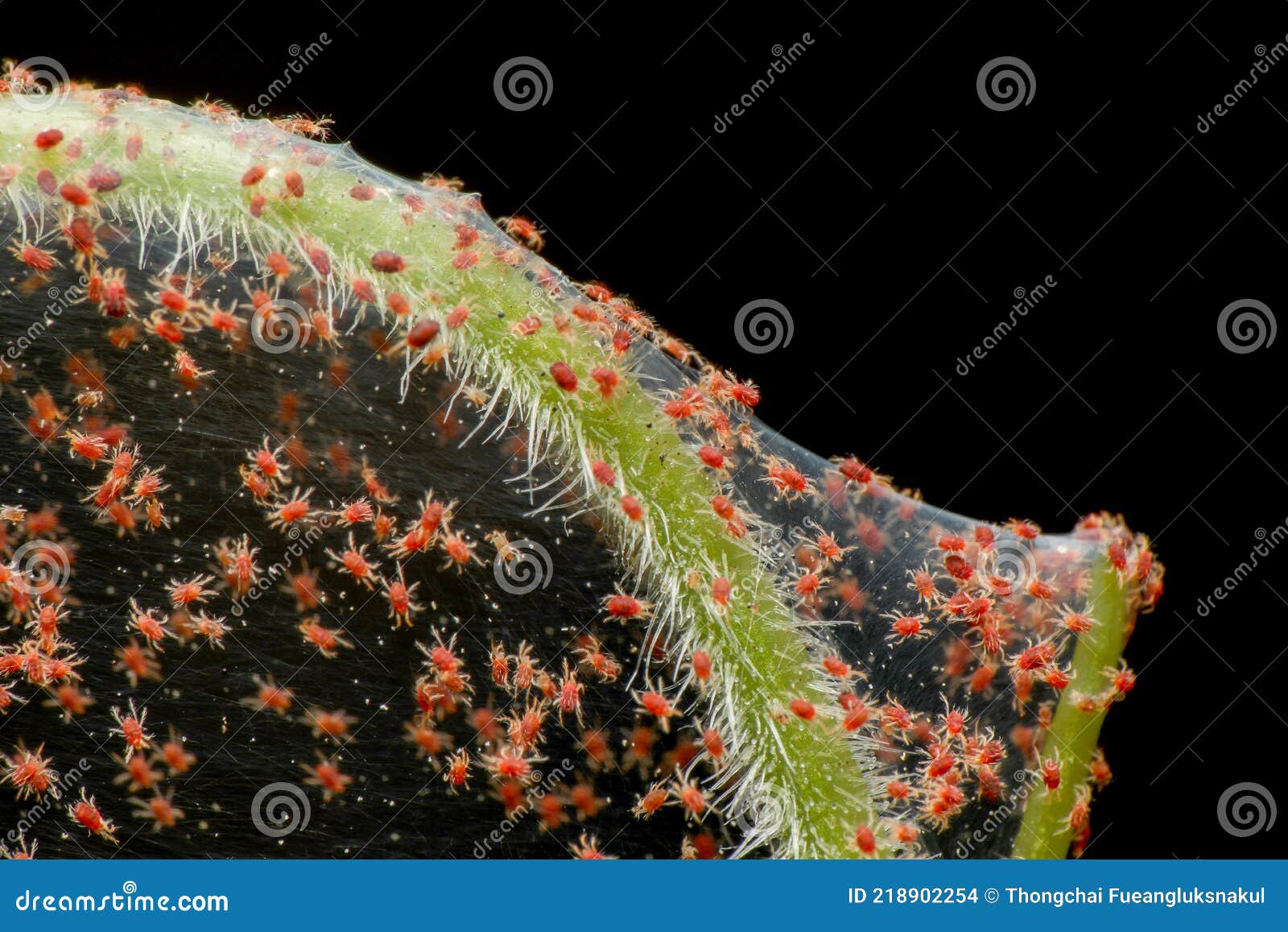 super macro photo of group of red spider mite infestation on vegetable. insect concept