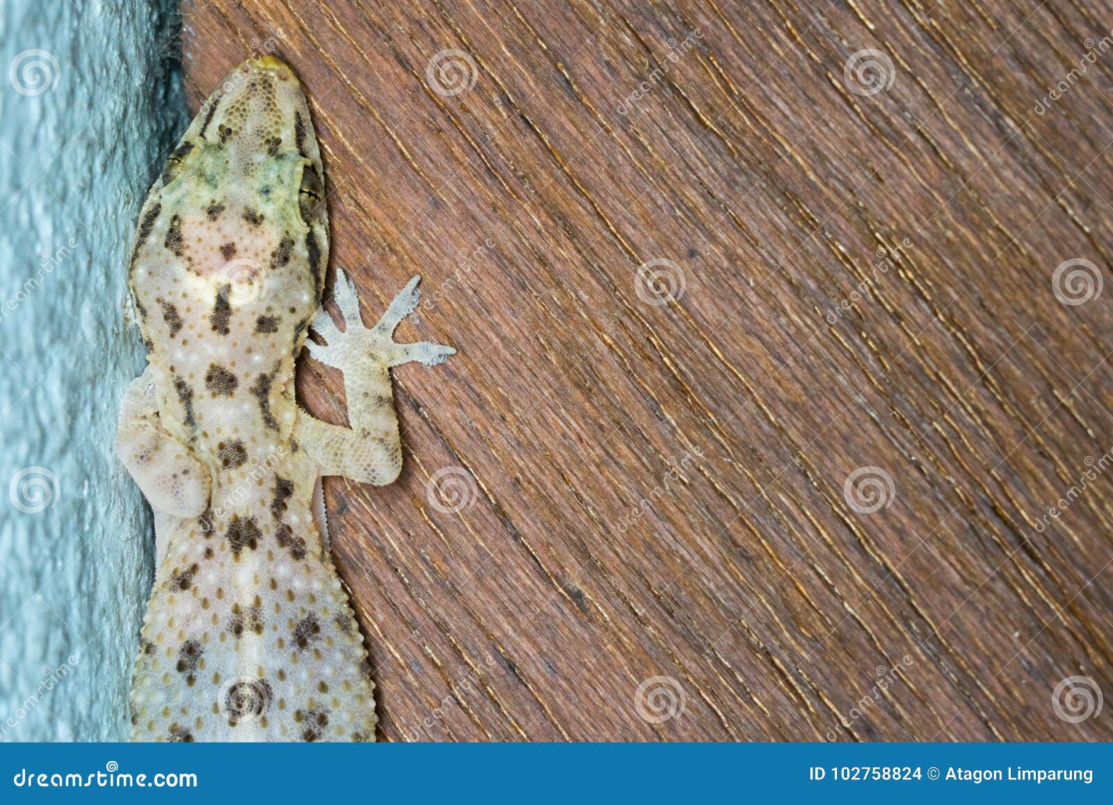 Lizard Climbing the Walls in the Home. Stock Photo Image of tropical