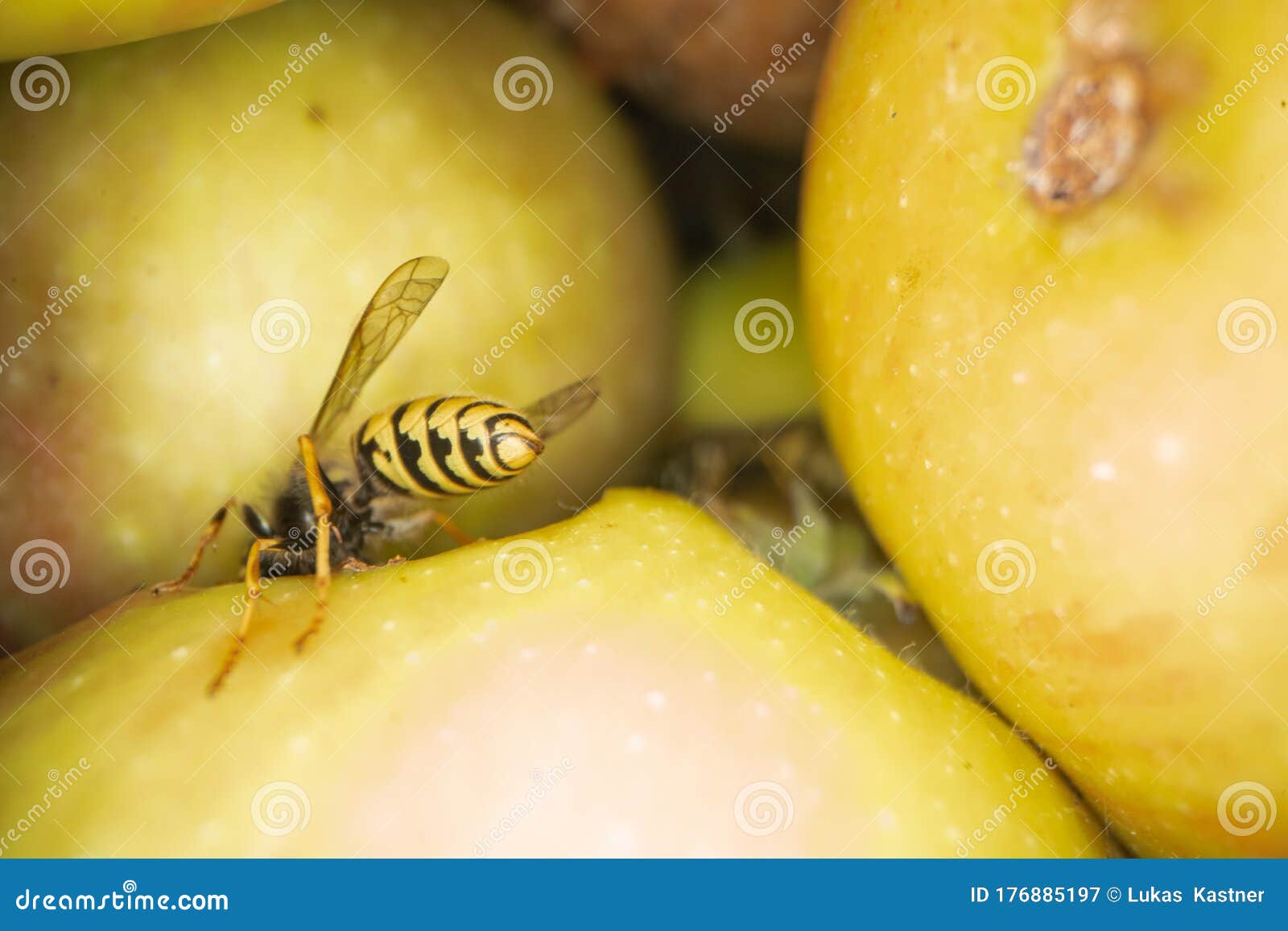 super macro photography of wasps on apples, wesp eats some apple macro photography