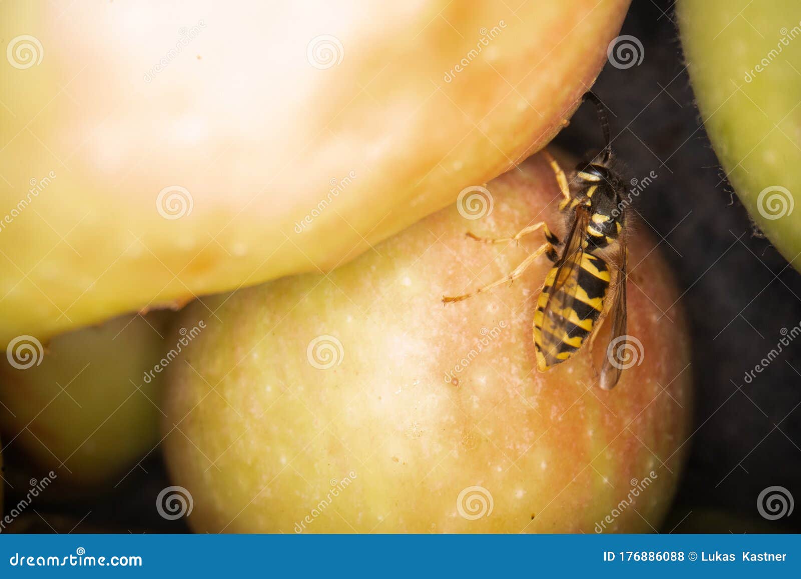 super macro photography of wasps on apples, wesp eats some apple macro photography