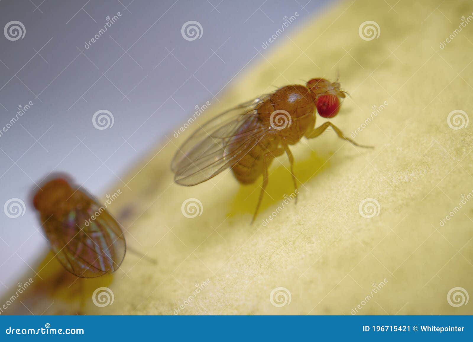 Super Macro Shot Tiny Fruit Flies on the Top of a Banana Skin Stock