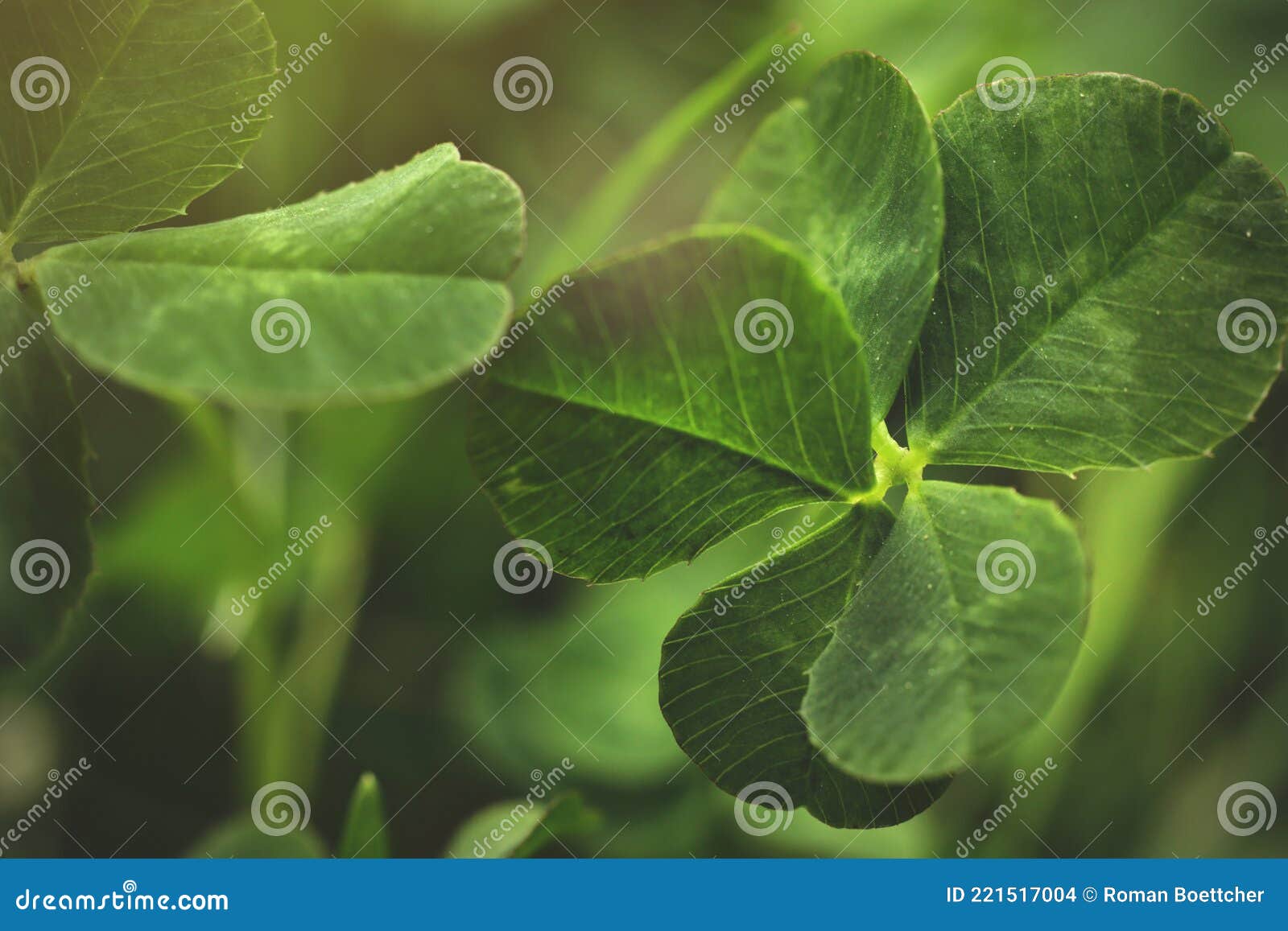 super rare five leave clover that promises fame for its finder in brigth beautiful light mood