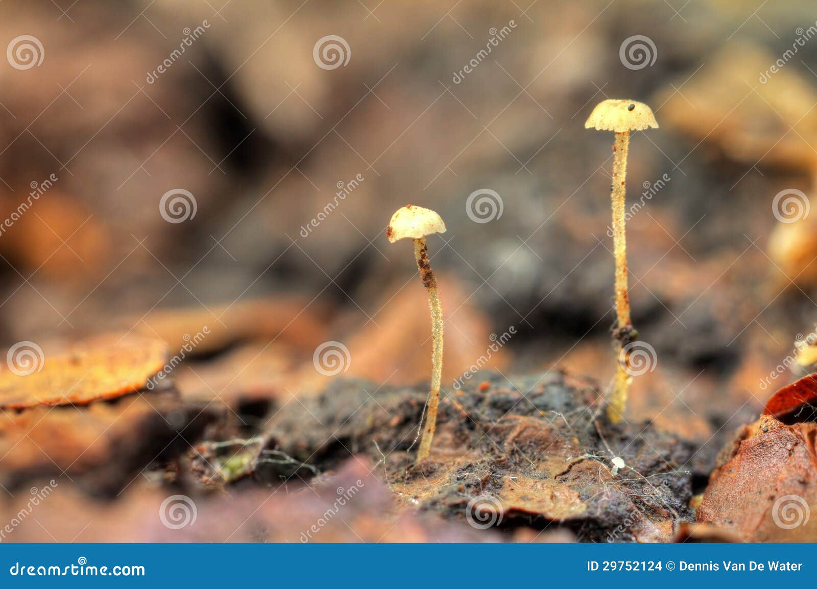 Mini mushrooms. Super small mushrooms in het Amsterdamse bos (Amsterdam wood) in the Netherlands. HDR