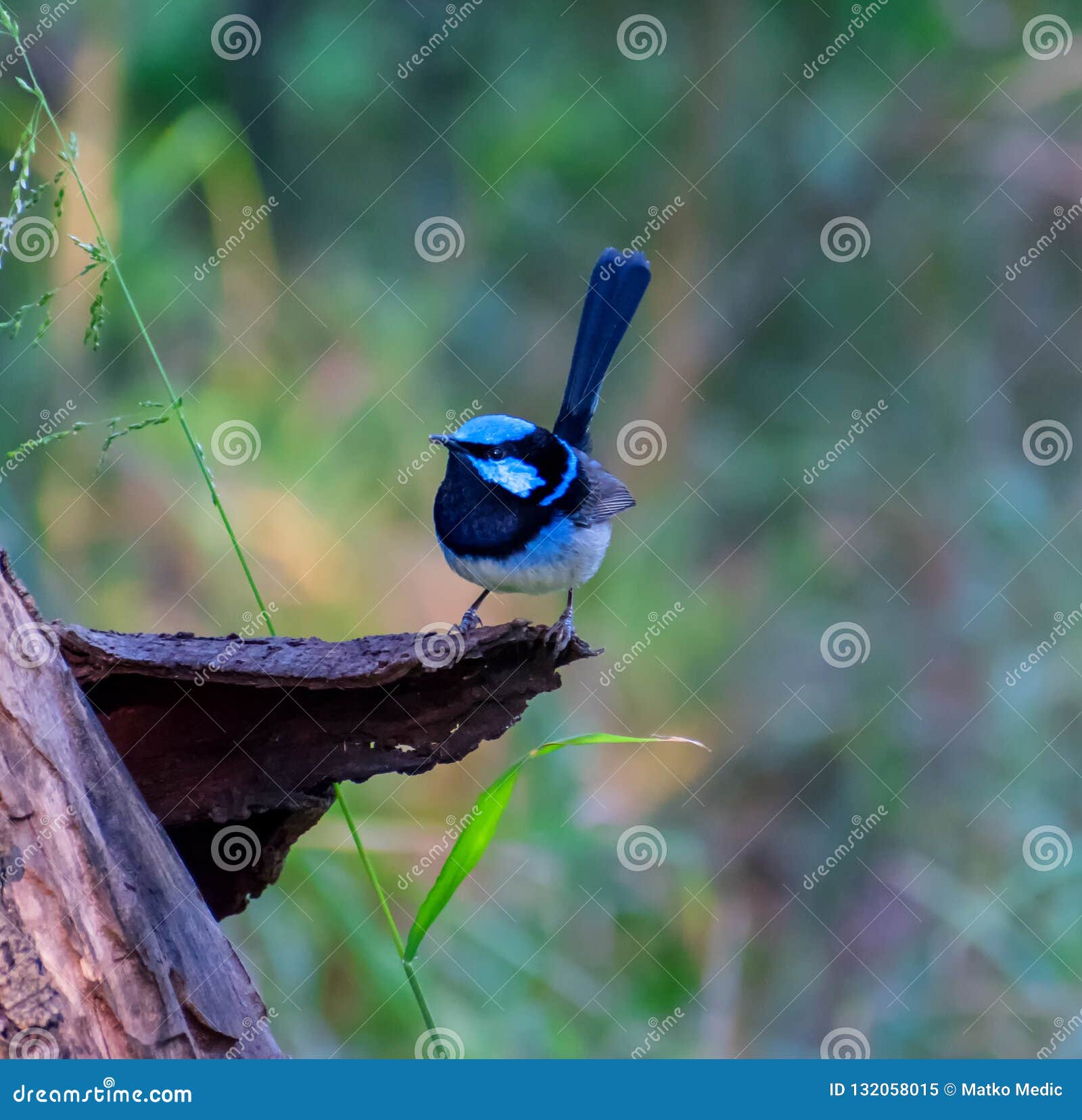 superb fairy wren bird, or malurus cyaenus