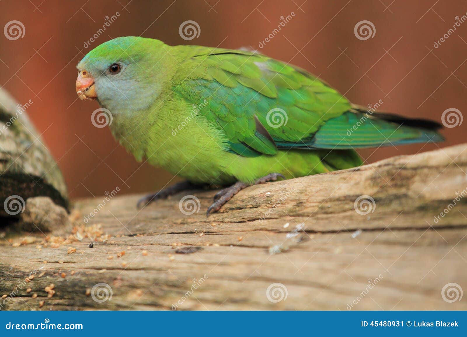 superb parrot