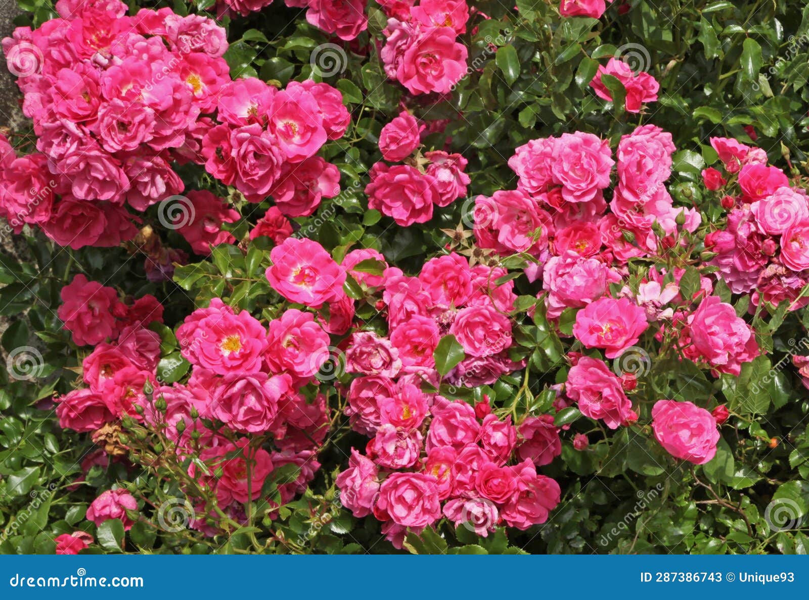 Superb Roses in Bloom in a Park Rose Garden Stock Image - Image of pink ...