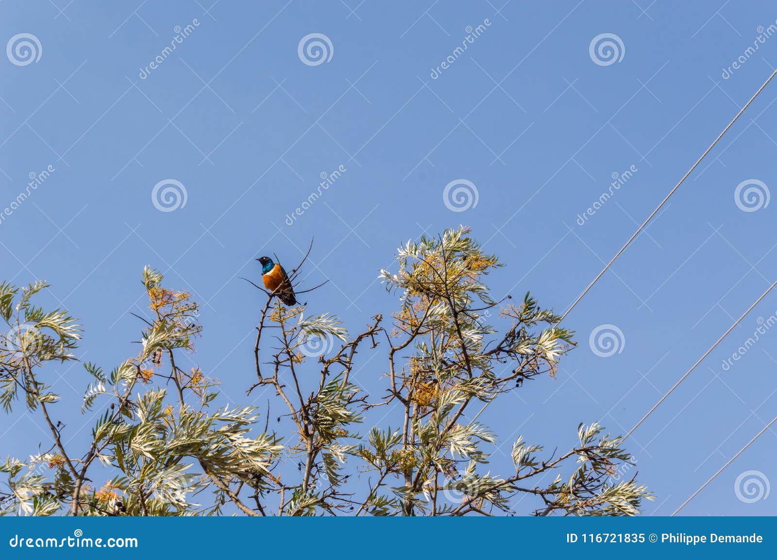 superb starling in the savannah grassland of the amboseli