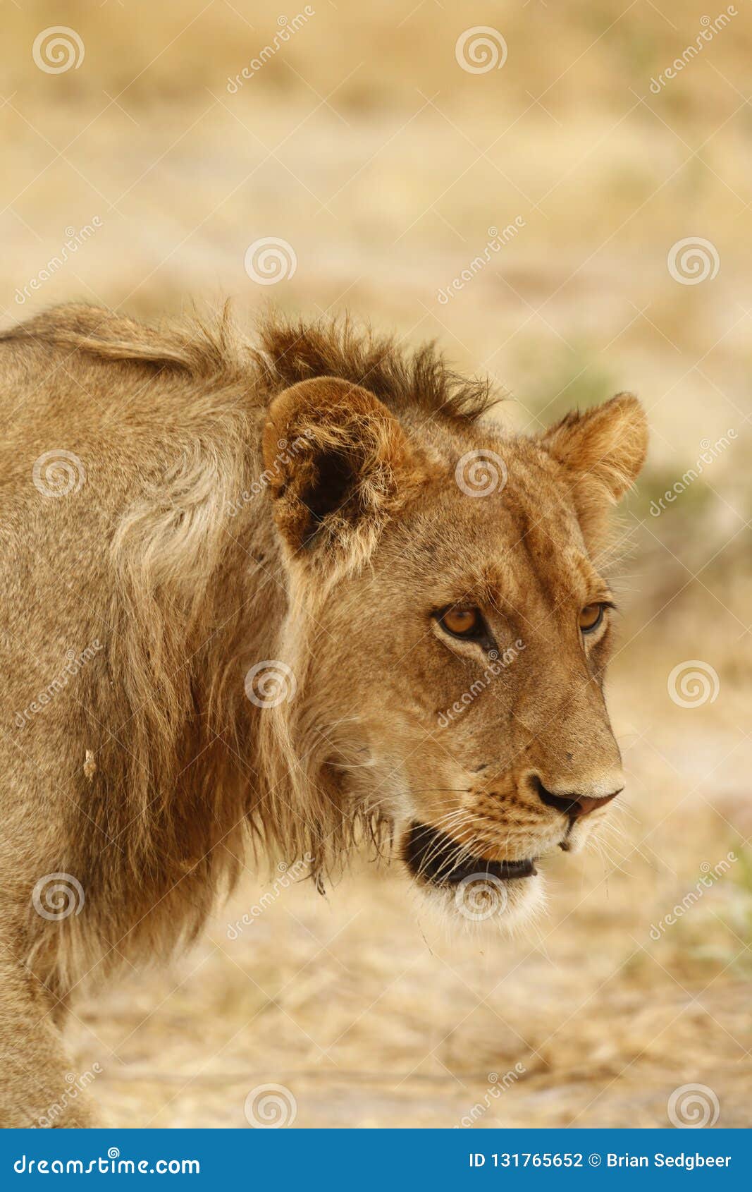 Superb Young Sub Adult Male Lion Ready To Leave the Pride Stock ...