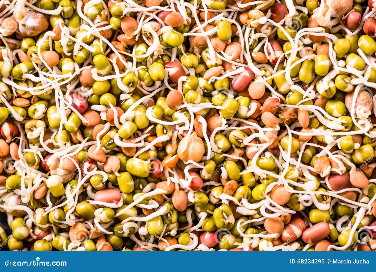 Superfood Sprouts on Dark Slate Stock Image Image of soybean
