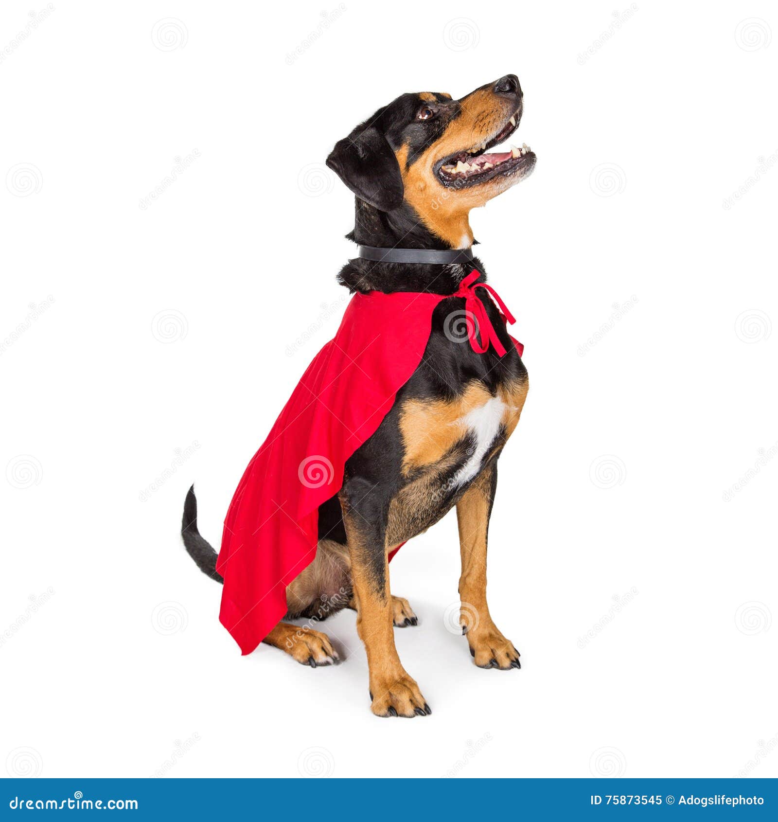 SuperheldHund, Der Zur Seite Oben Schaut Sitzt Stockbild Bild von